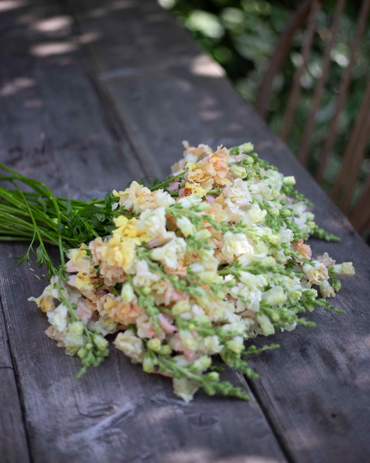 Leijonankita Snapstar Champagne