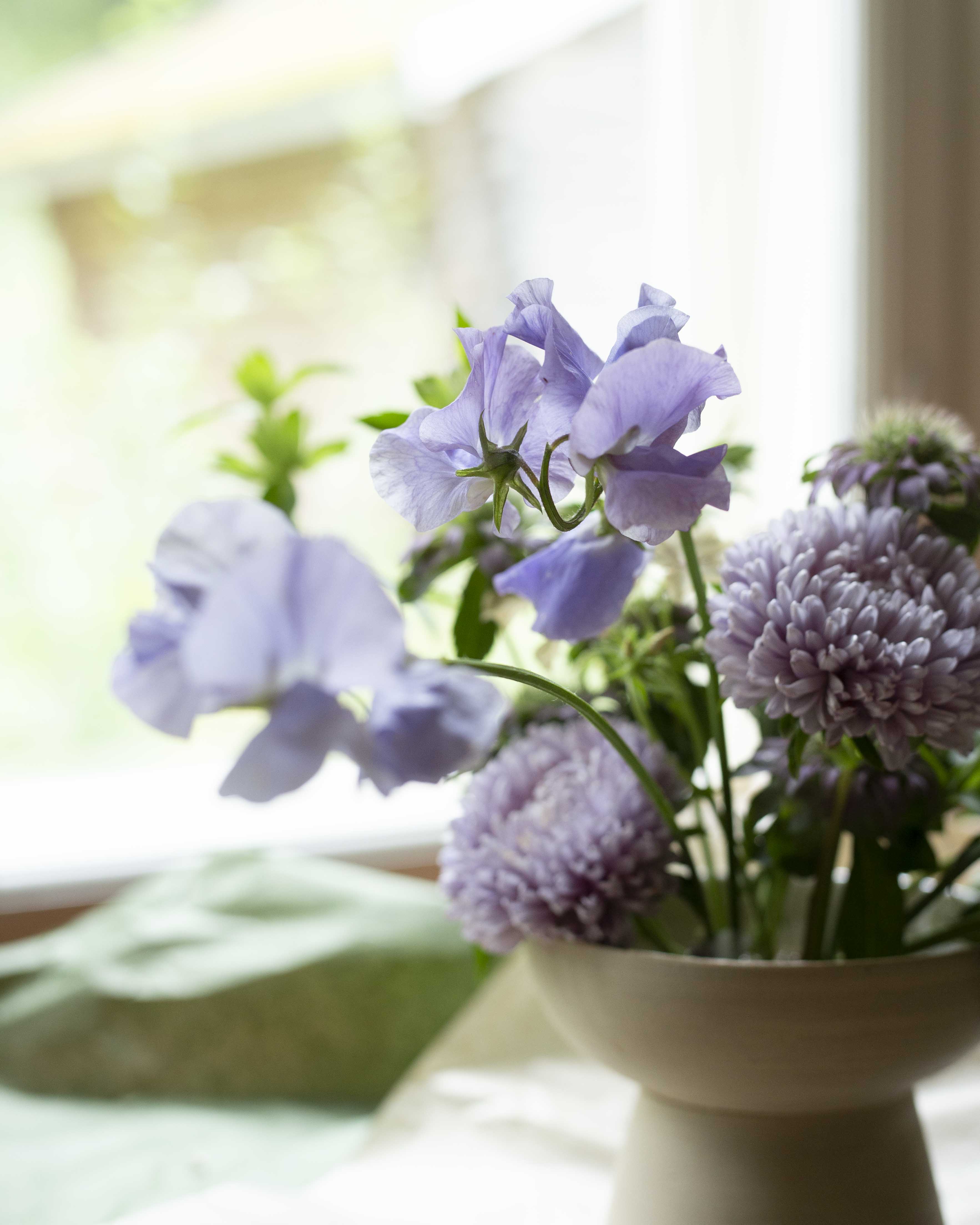 Tuoksuherne Spring Sunshine Light Blue