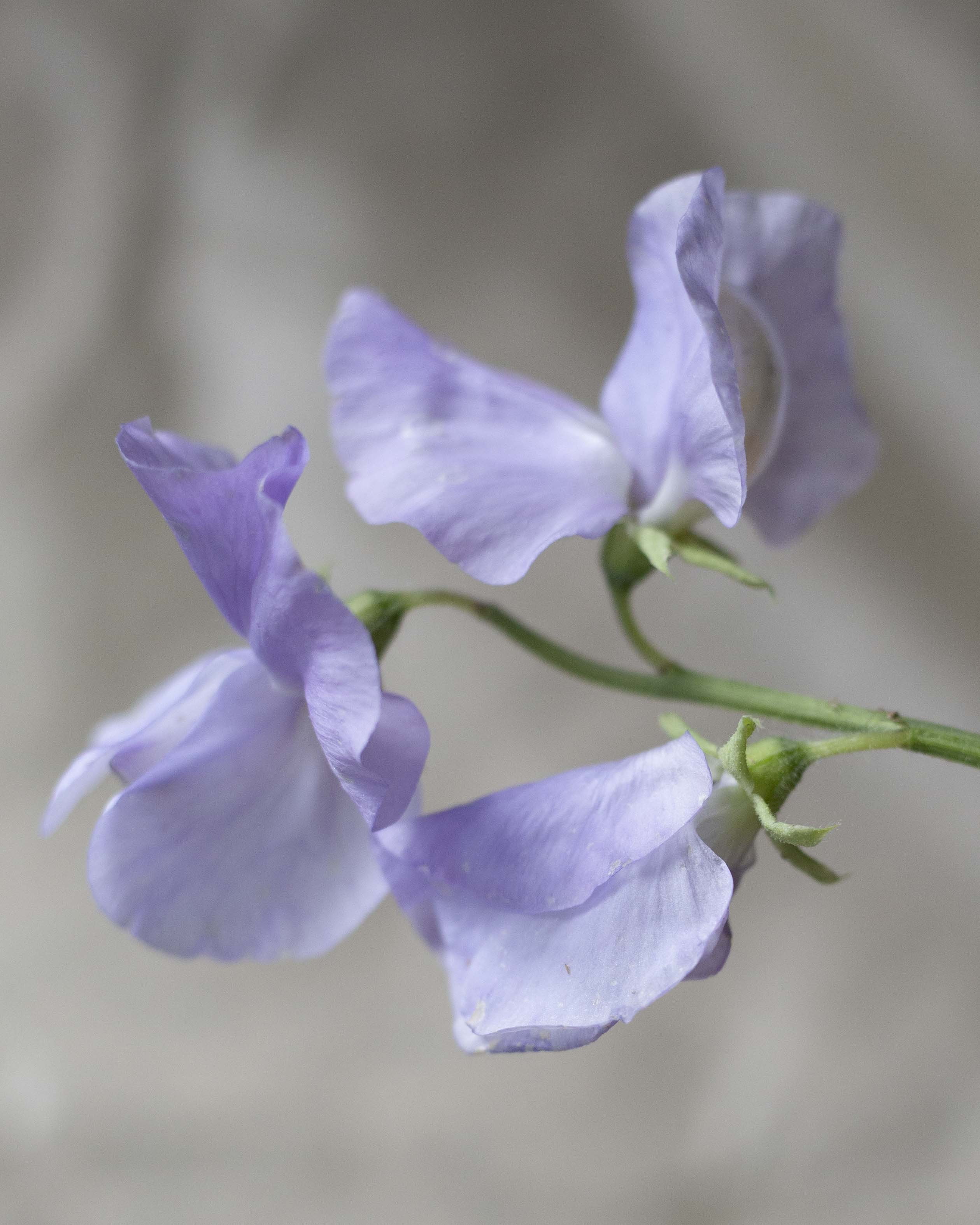 Tuoksuherne Spring Sunshine Light Blue