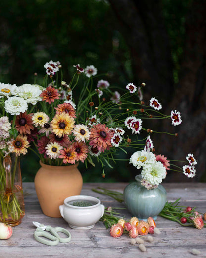 Tiikerikaunosilmä Incredible! Swirl