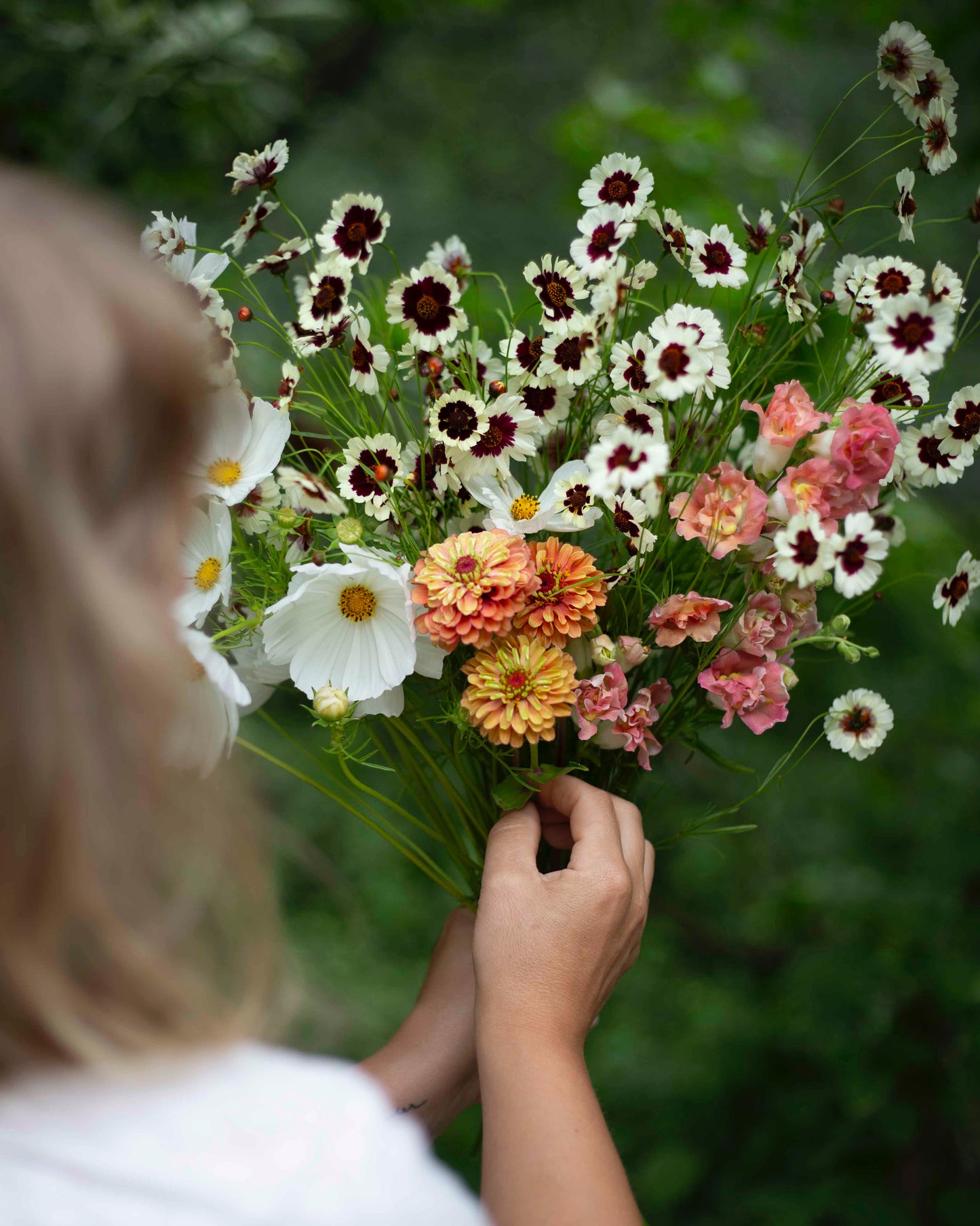 Tiikerikaunosilmä Incredible! Swirl