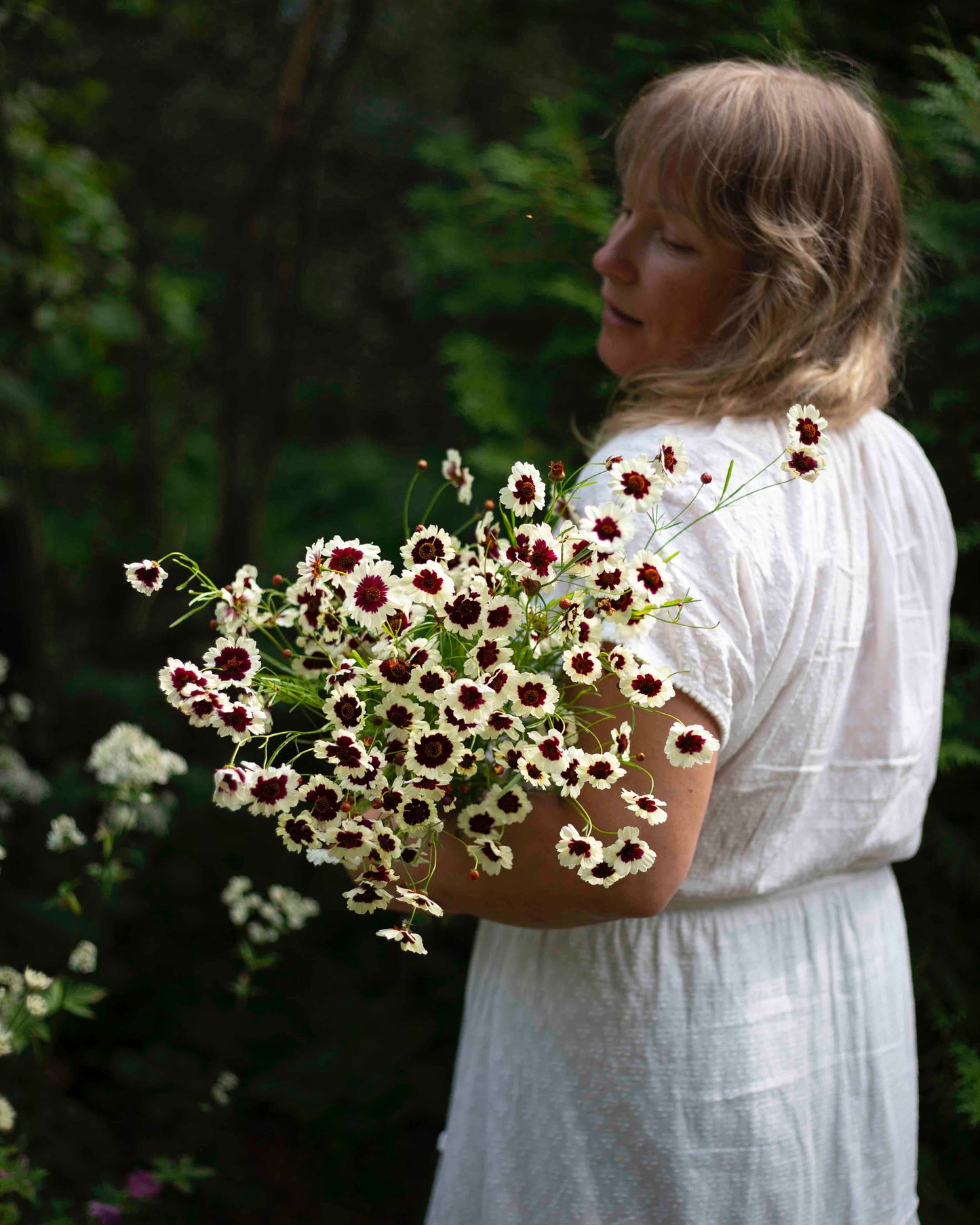 Tiikerikaunosilmä Incredible! Swirl