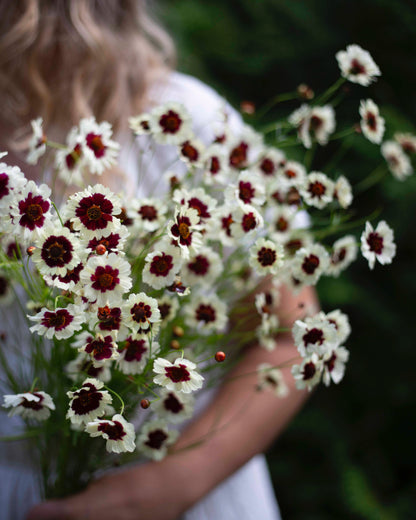 Tiikerikaunosilmä Incredible! Swirl