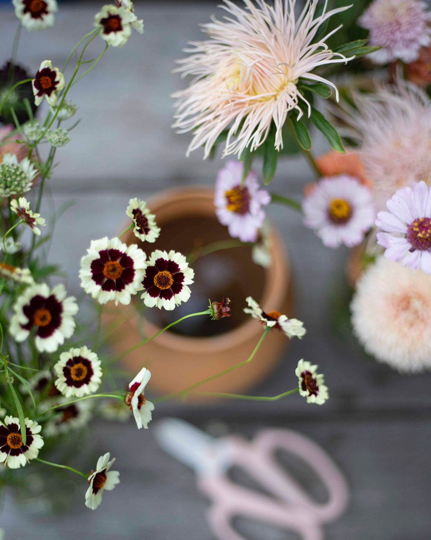 Tiikerikaunosilmä Incredible! Swirl