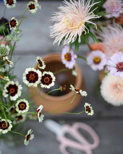 Tiikerikaunosilmä Incredible! Swirl