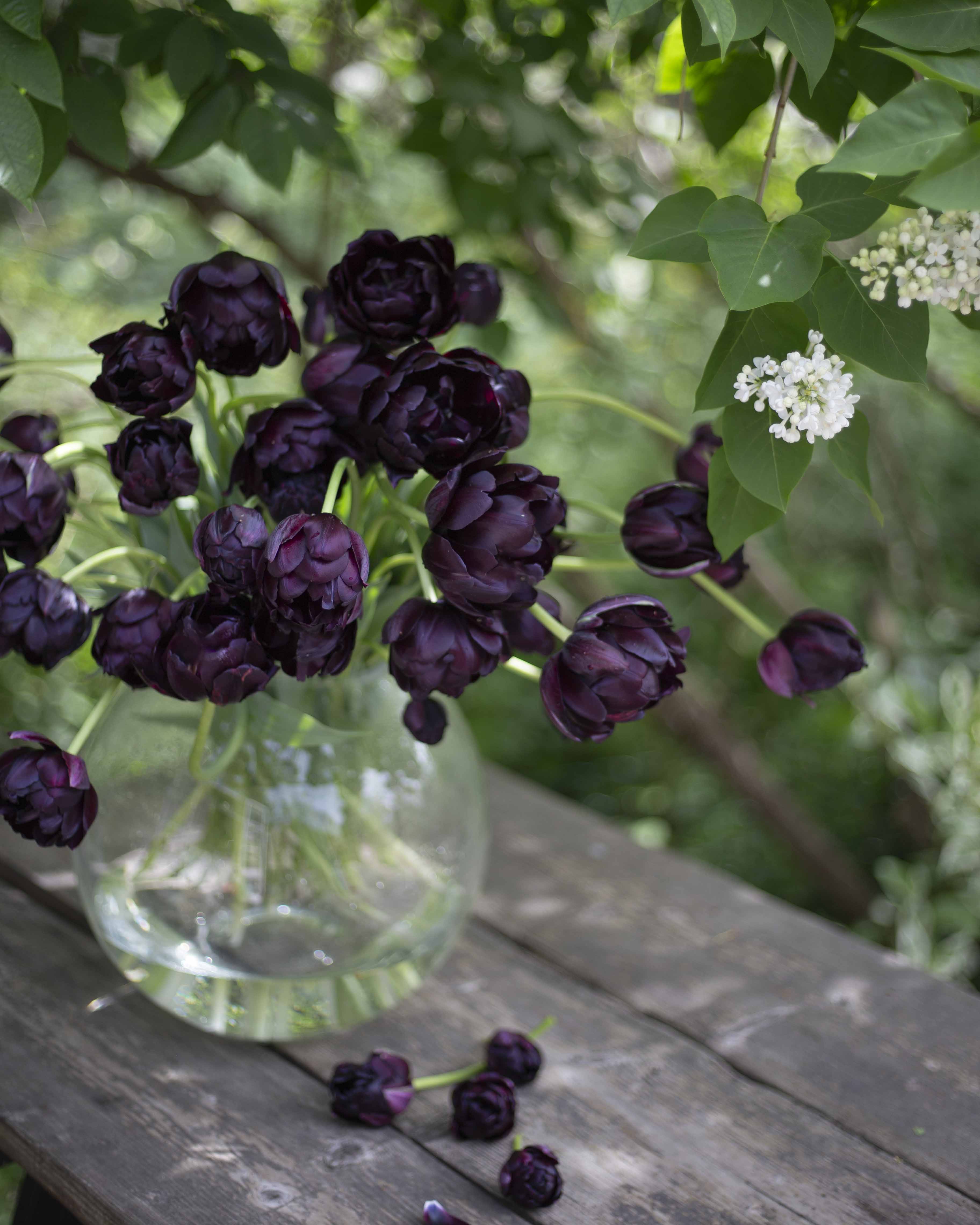Kerrannainen tulppaani Black Hero