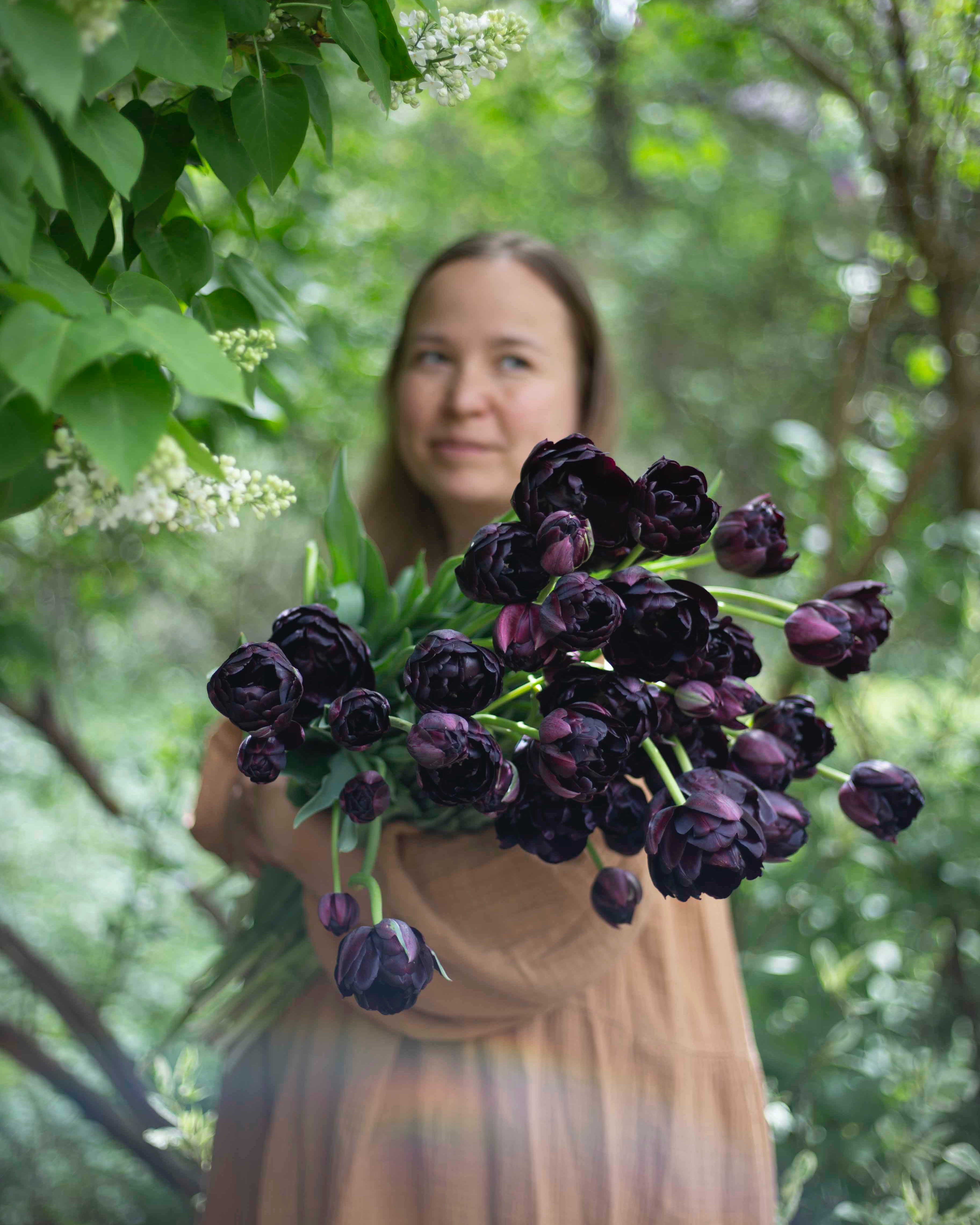Kerrannainen tulppaani Black Hero