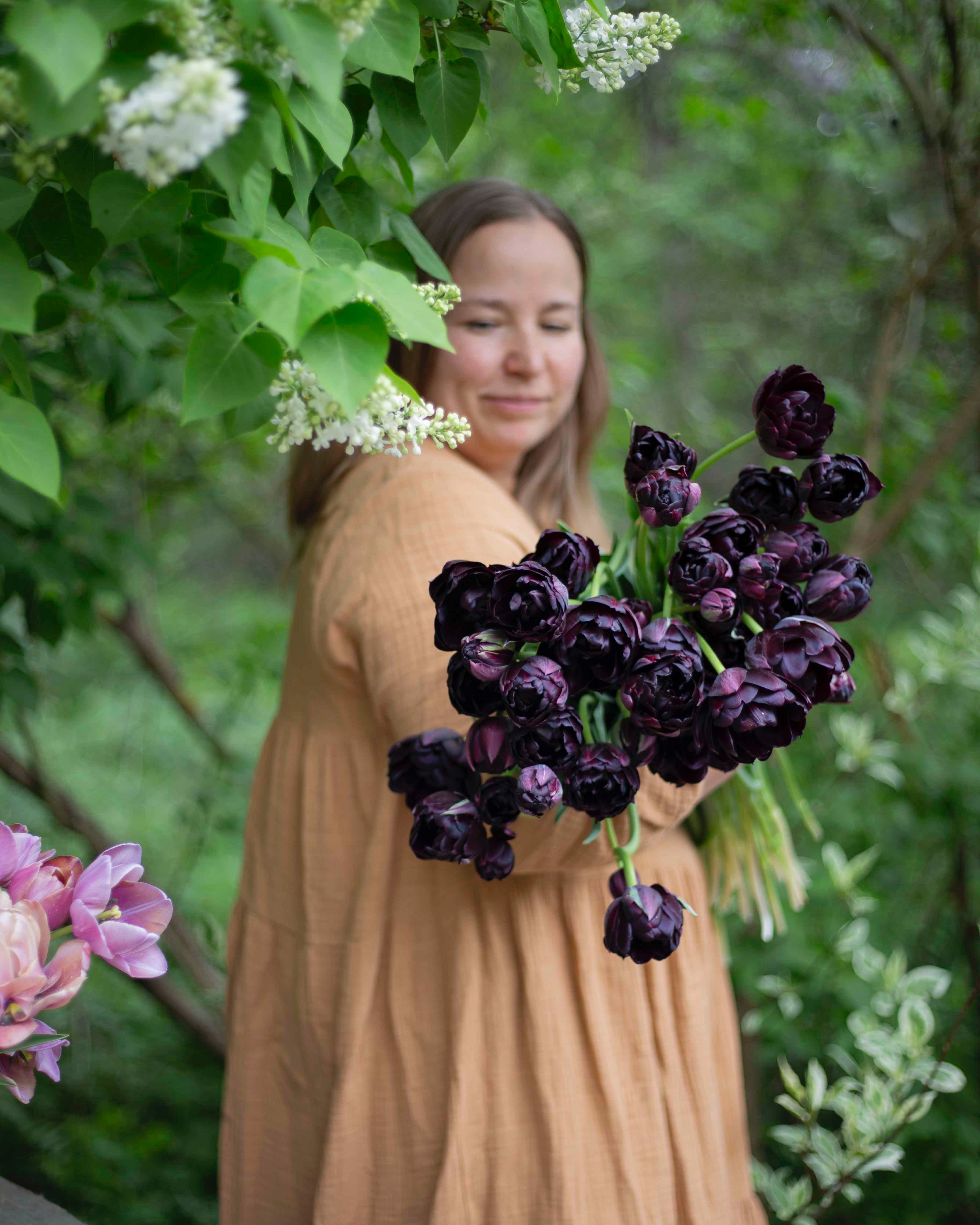 Kerrannainen tulppaani Black Hero