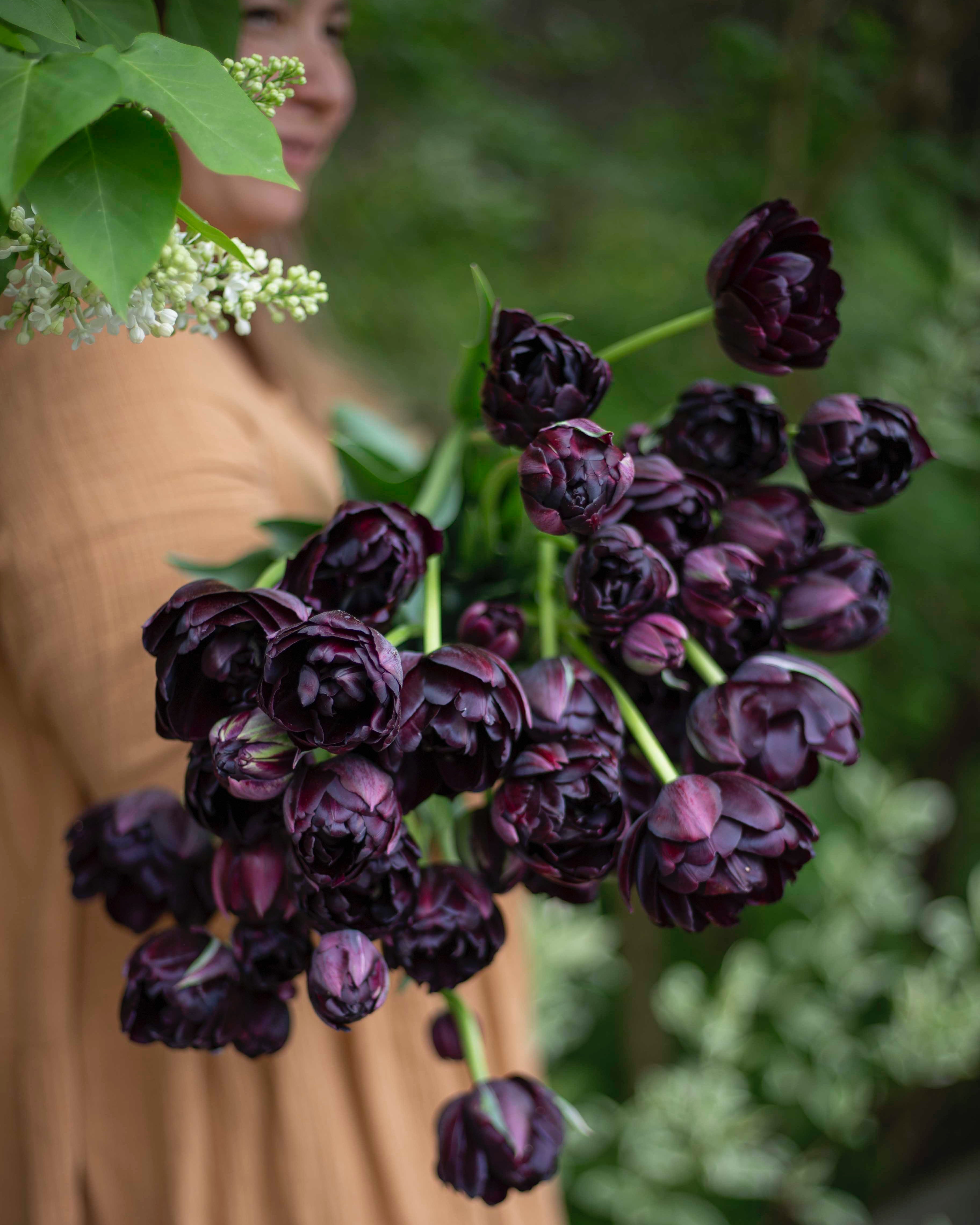 Kerrannainen tulppaani Black Hero