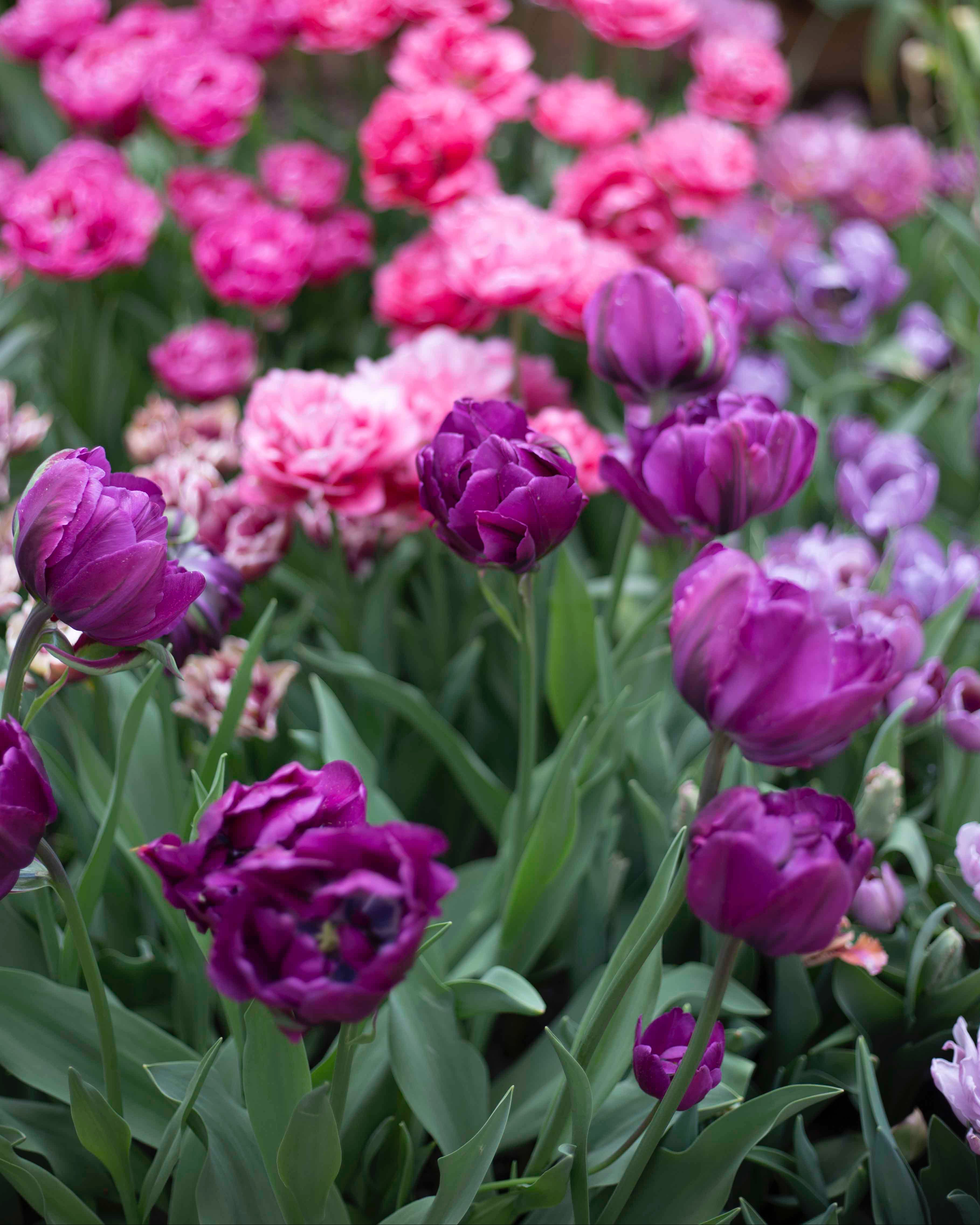 Kerrannainen tulppaani Blue Diamond
