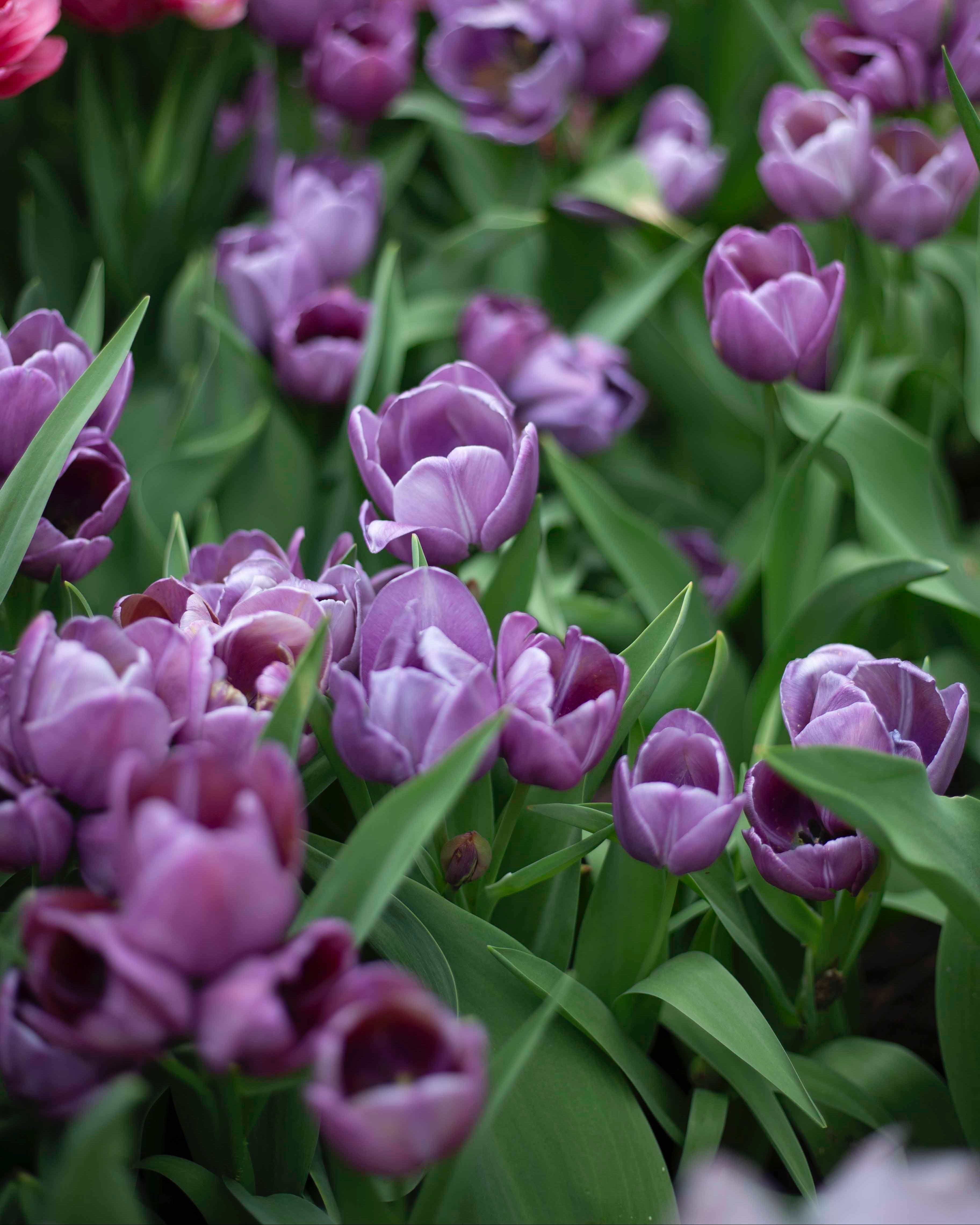 Yksinkertainen tulppaani Blue Heaven
