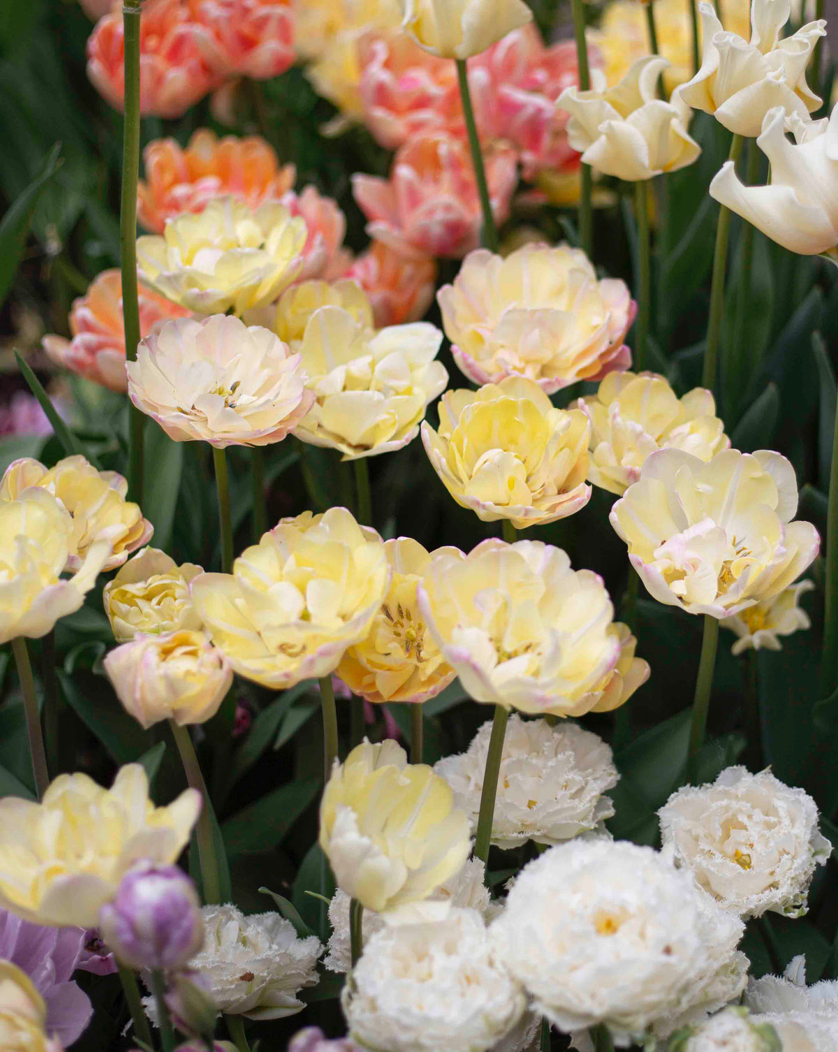 Kerrannainen tulppaani Creme Upstar 10 kpl
