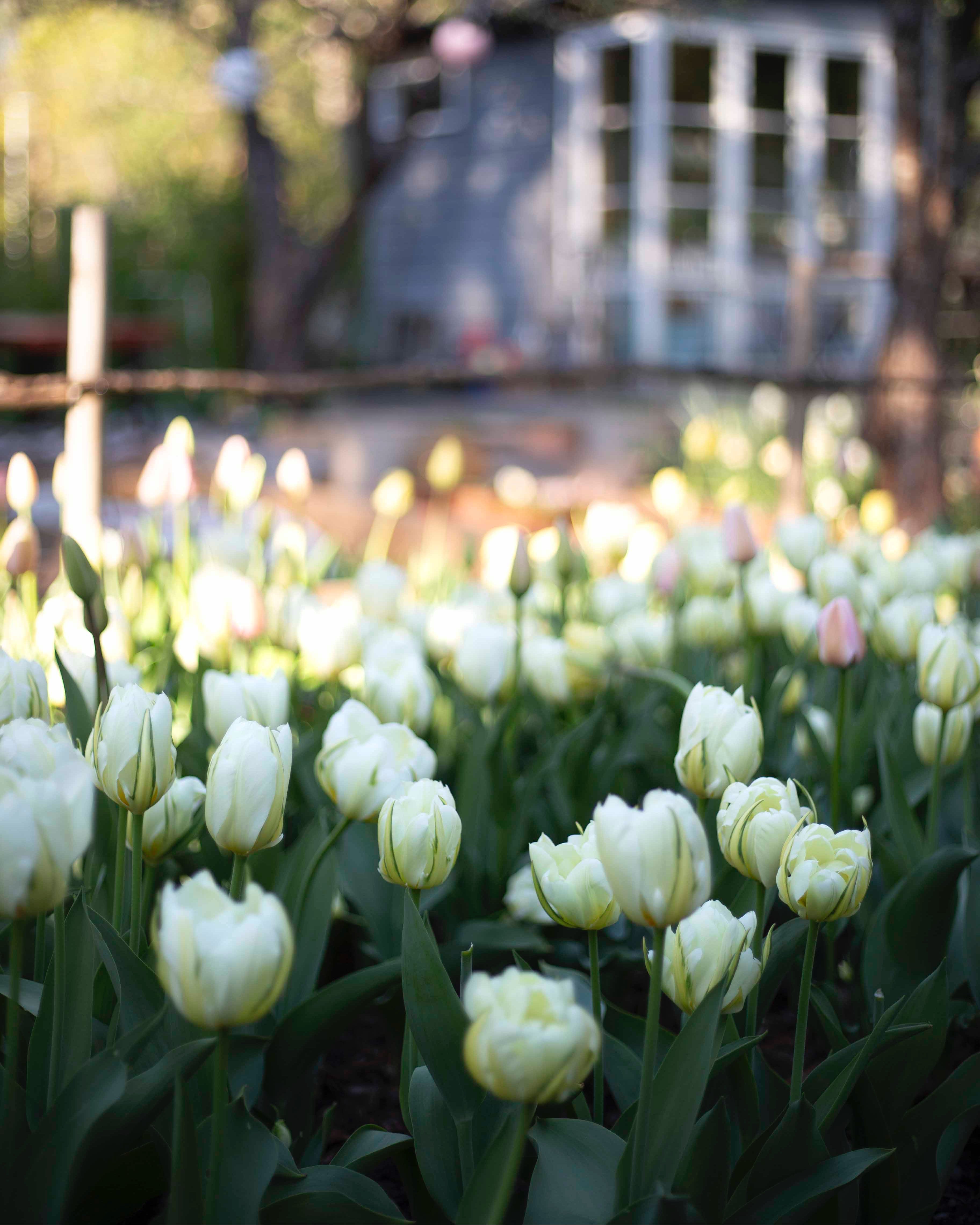 Kerrannainen tulppaani Exotic Emperor