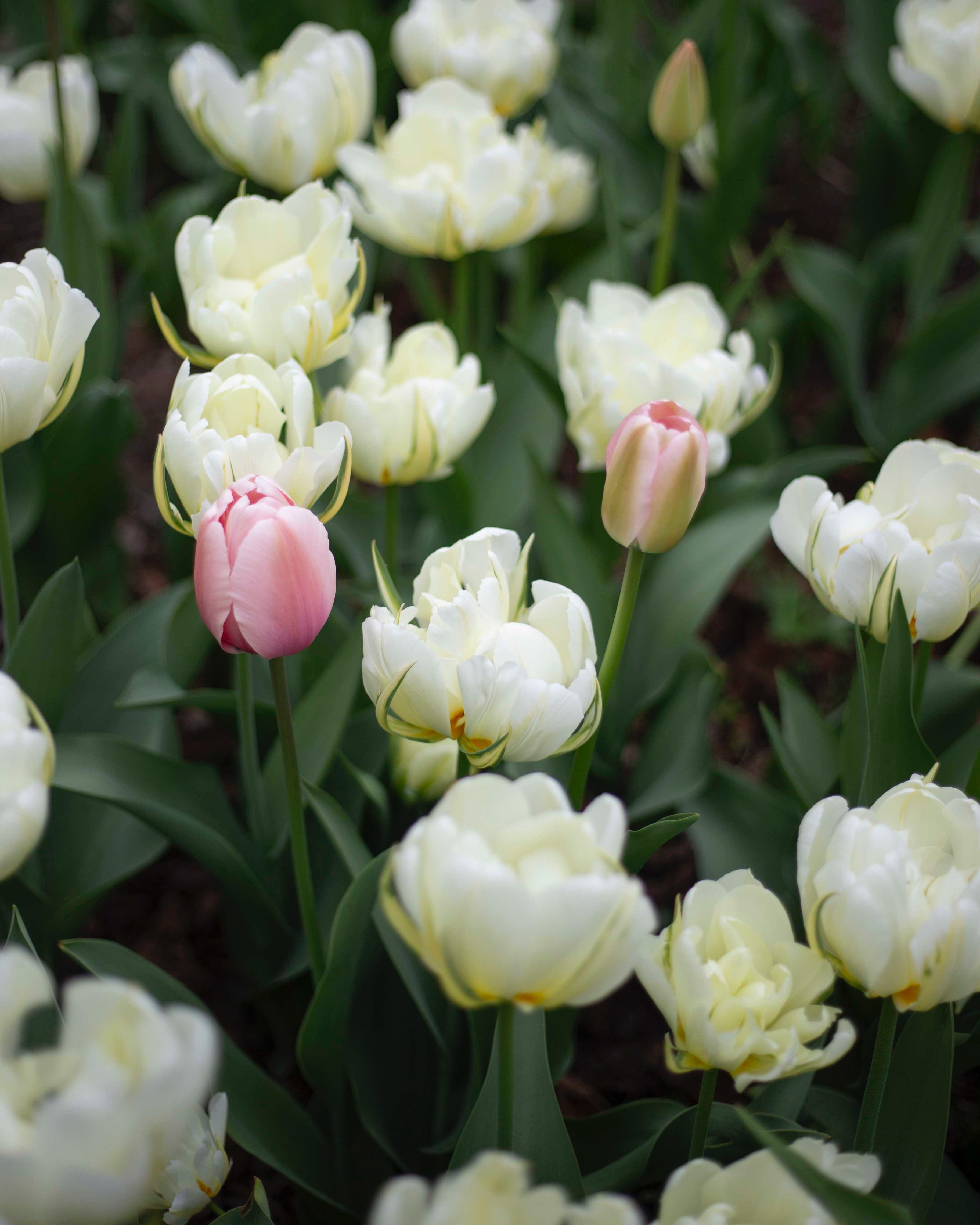 Kerrannainen tulppaani Exotic Emperor