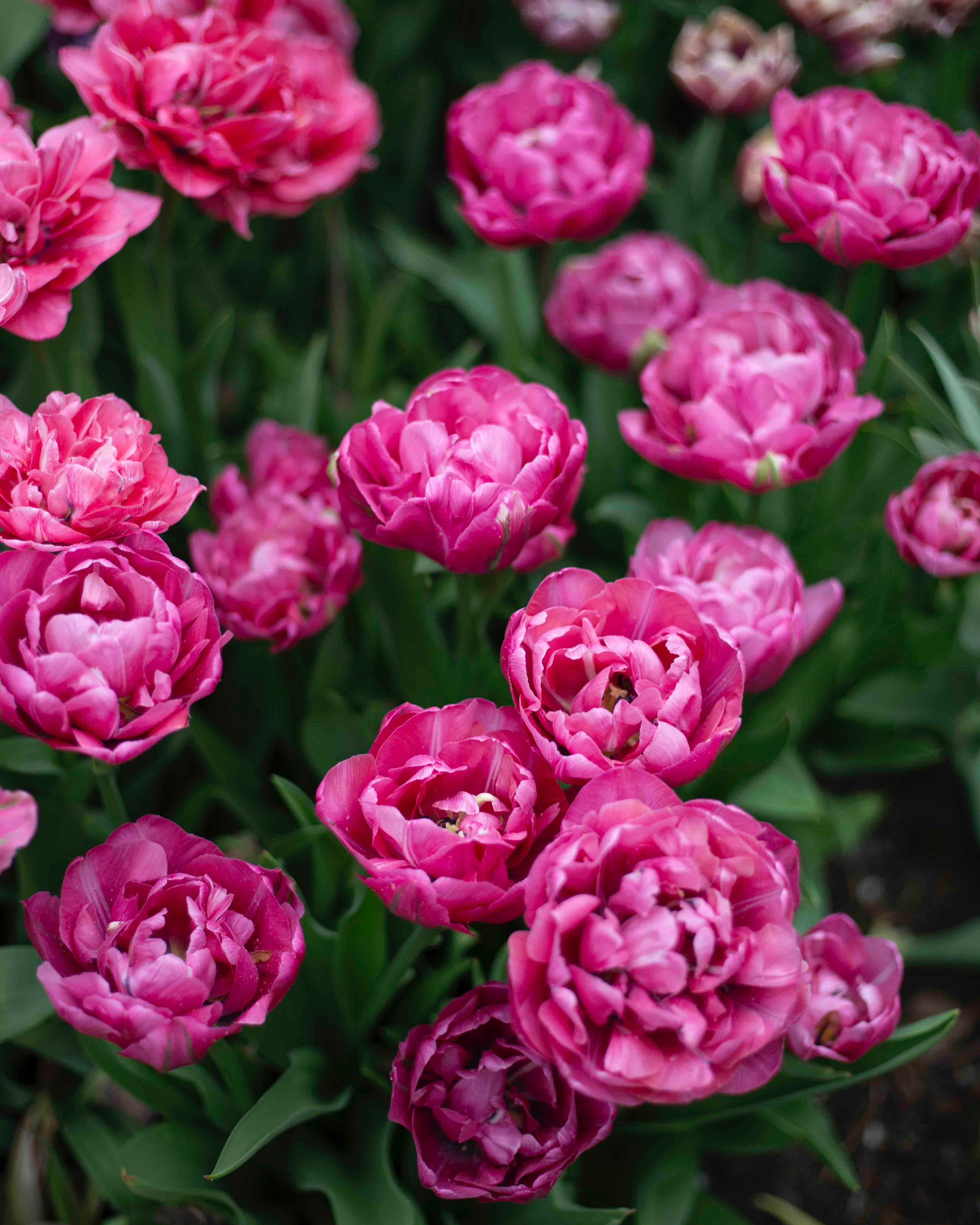 Kerrannainen ranskalainen tulppaani Renow Unique