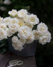 Kerrannainen ripsureunainen tulppaani Snow Crystal