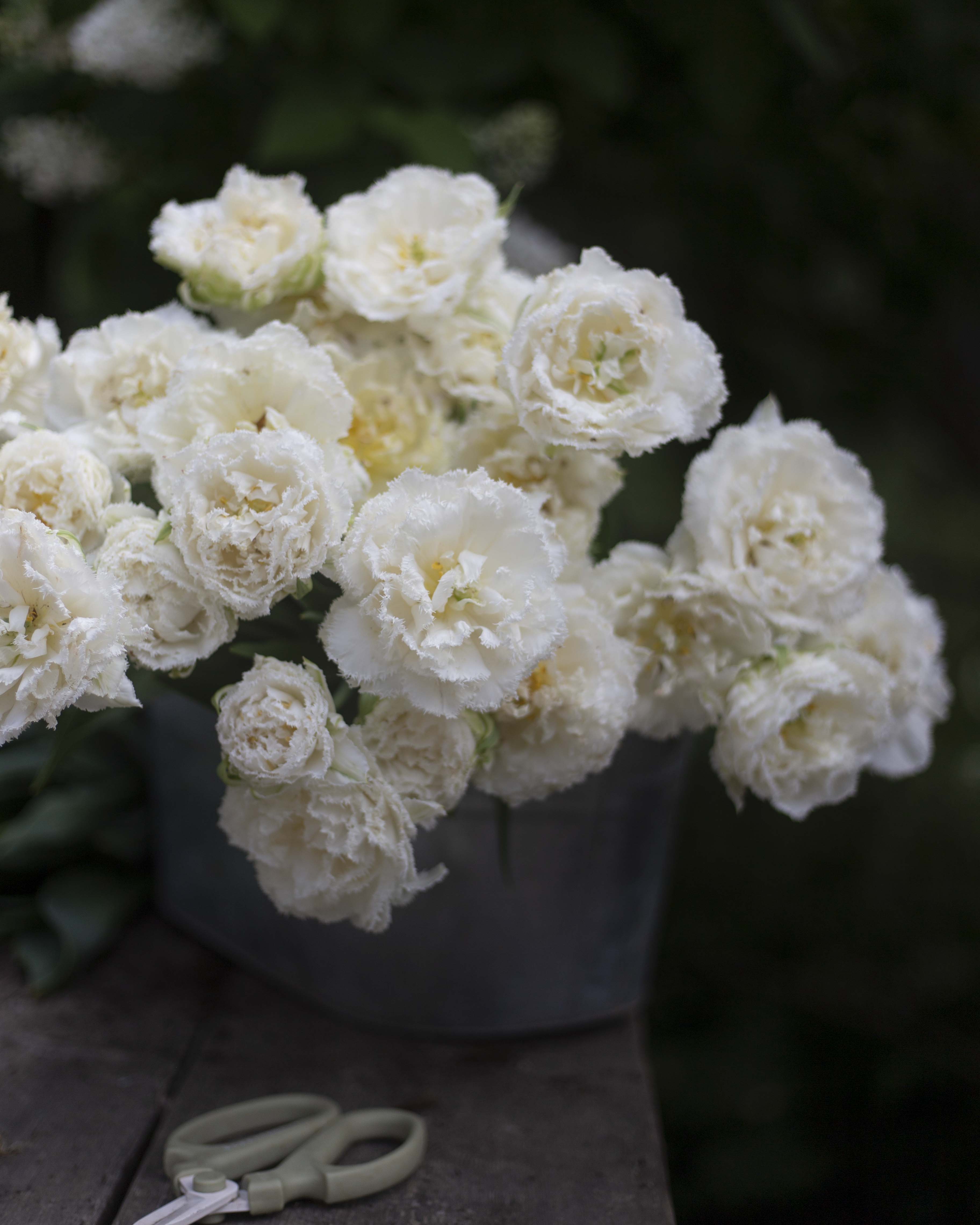 Kerrannainen ripsureunainen tulppaani Snow Crystal