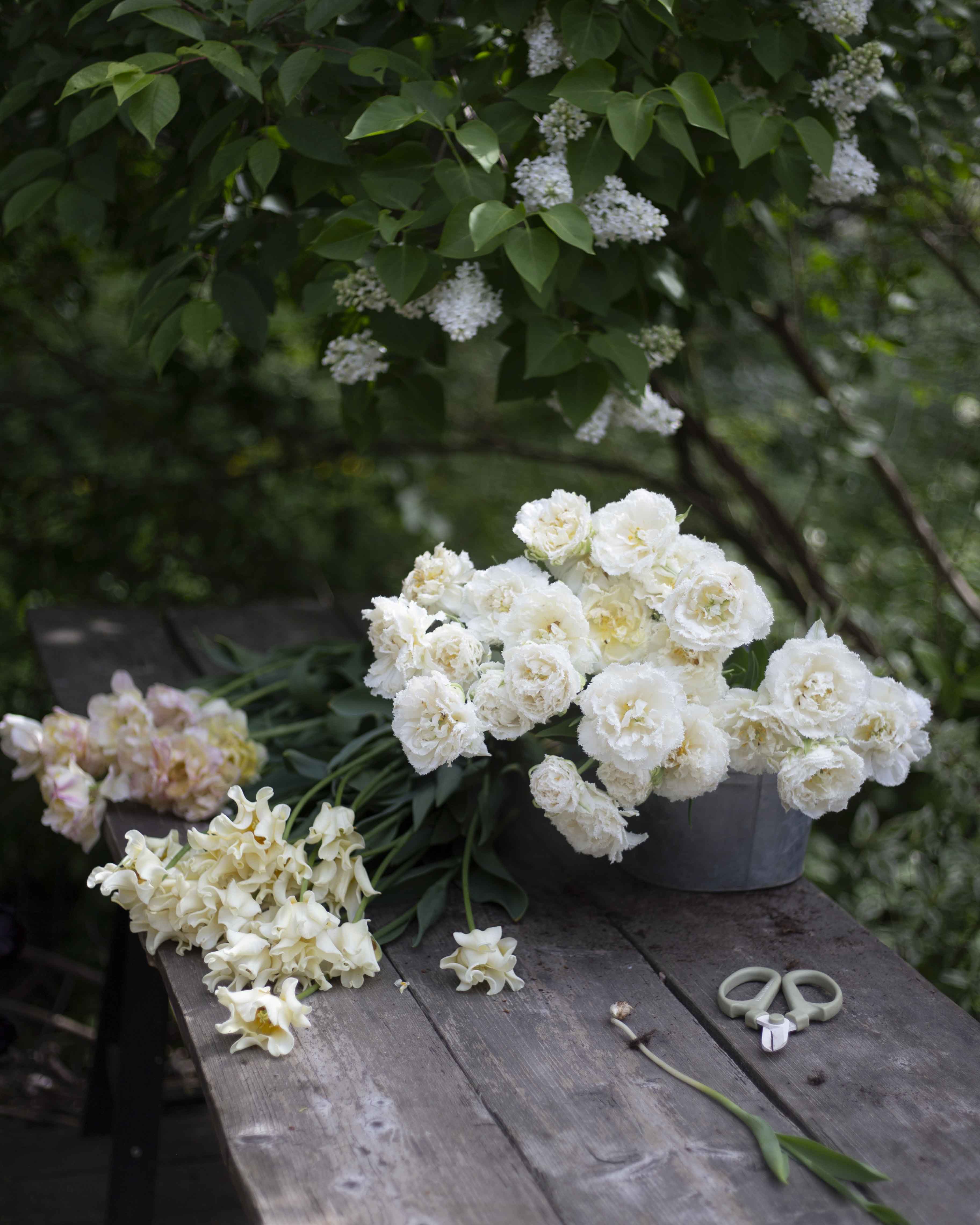 Kerrannainen ripsureunainen tulppaani Snow Crystal
