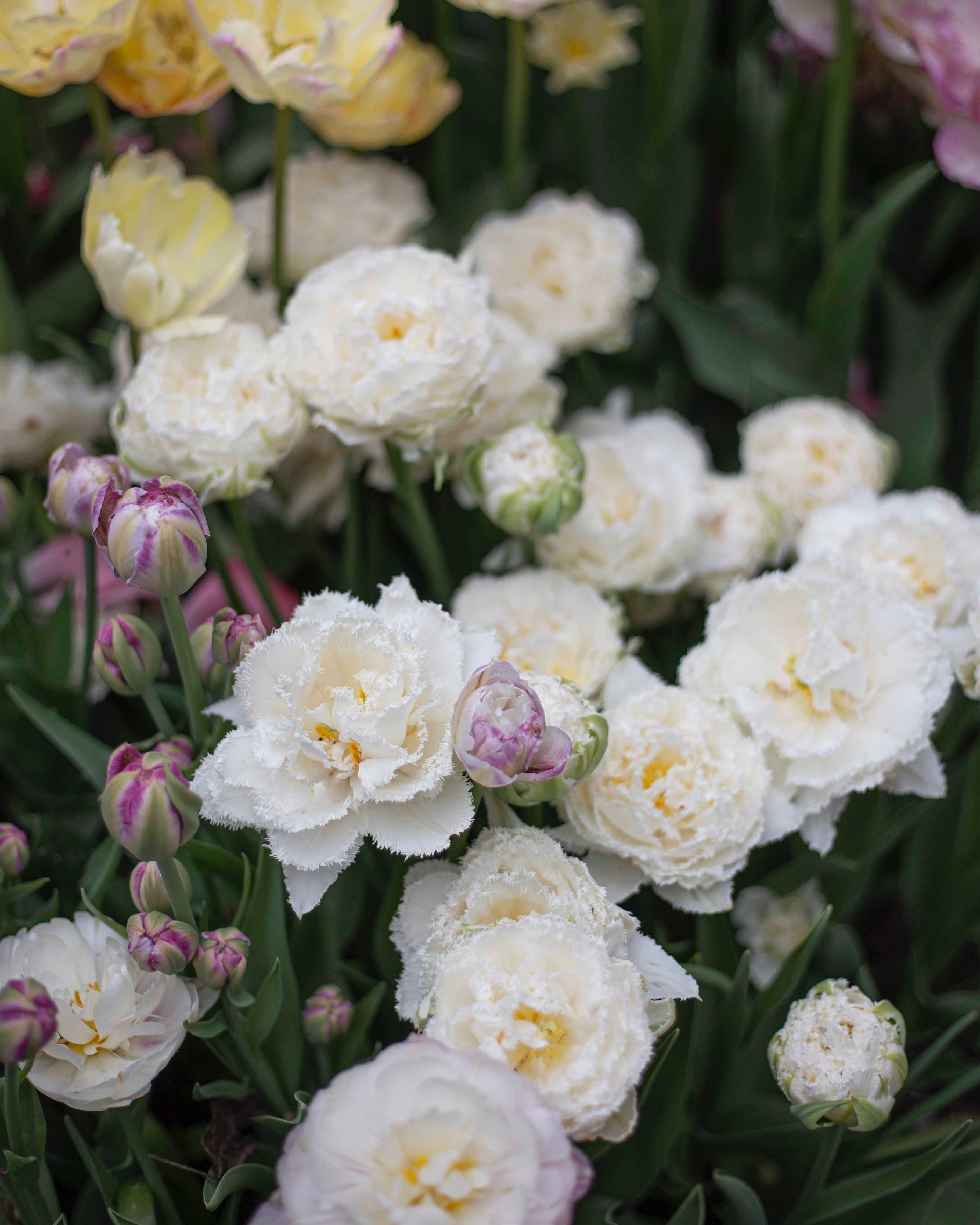 Kerrannainen ripsureunainen tulppaani Snow Crystal