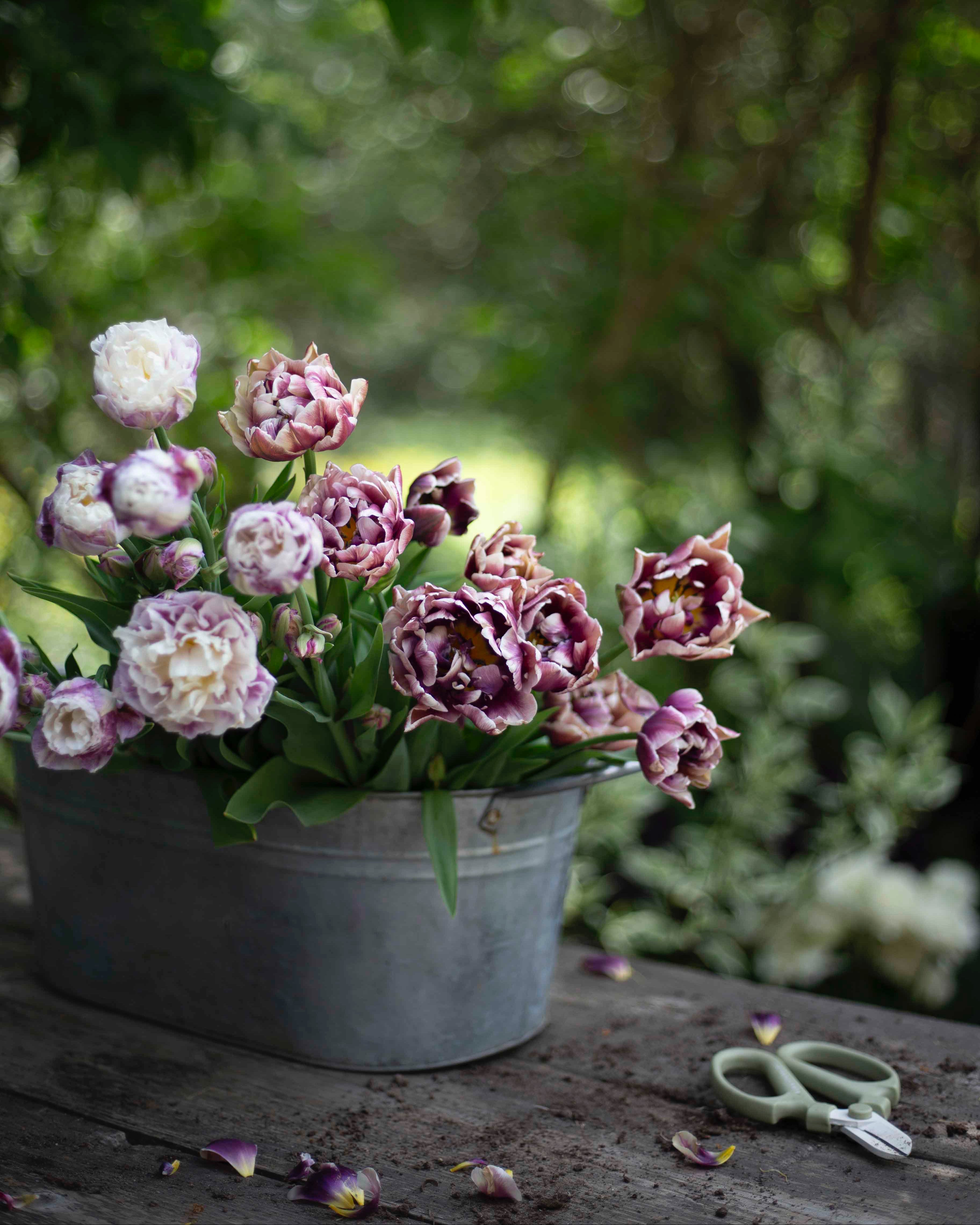 Kerrannainen tulppaani Wyndham