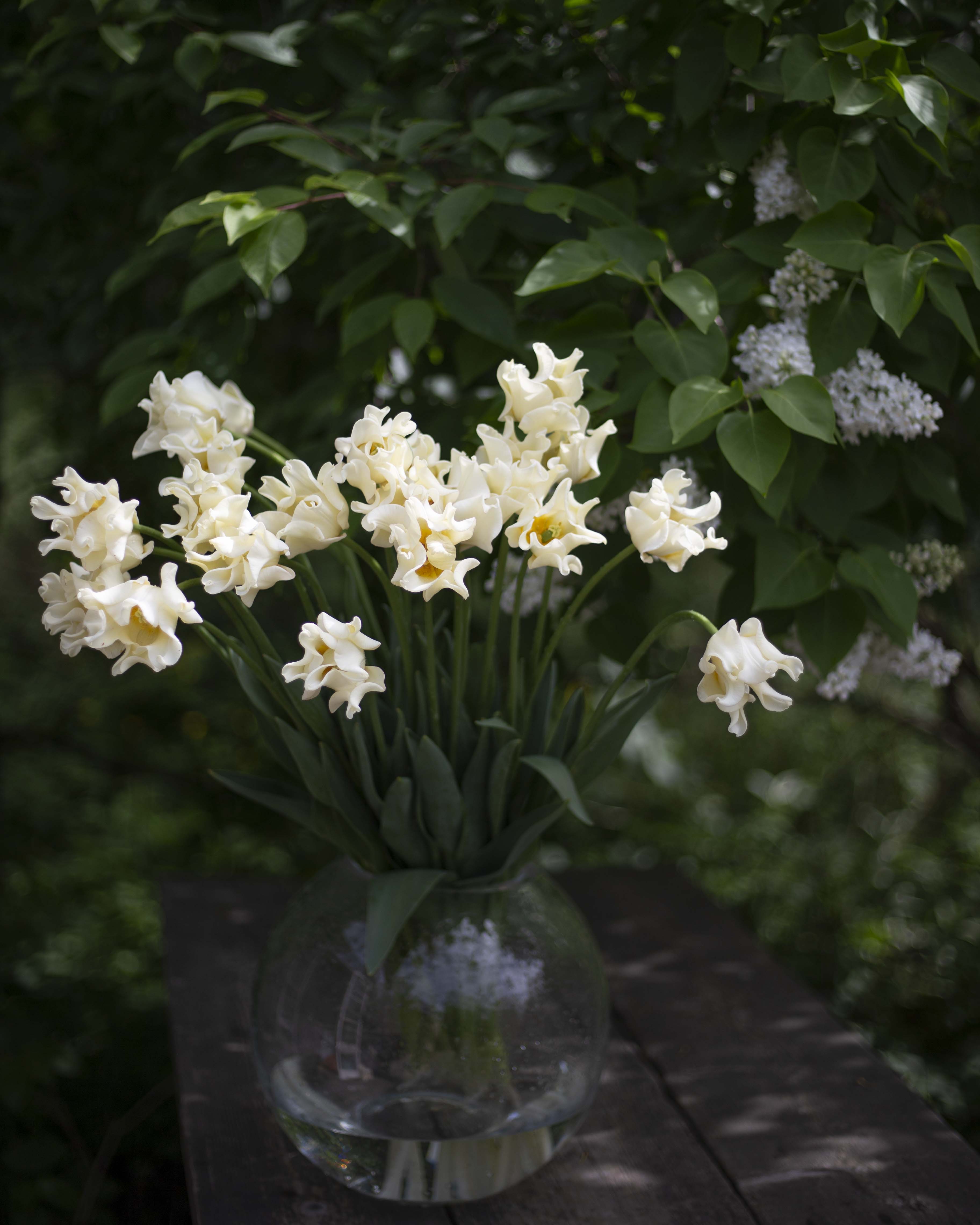 Tulppaani Yellow Crown
