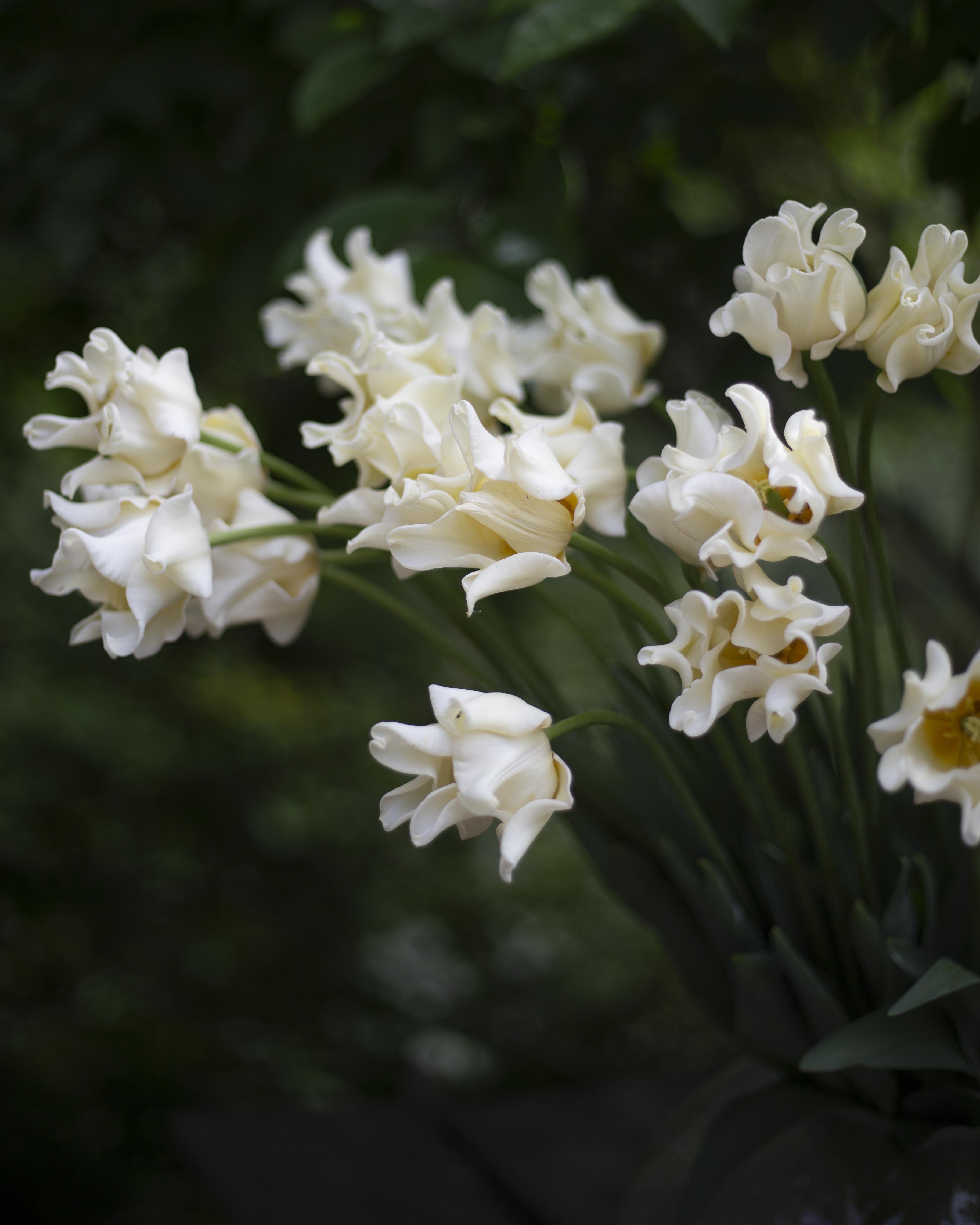 Tulppaani Yellow Crown