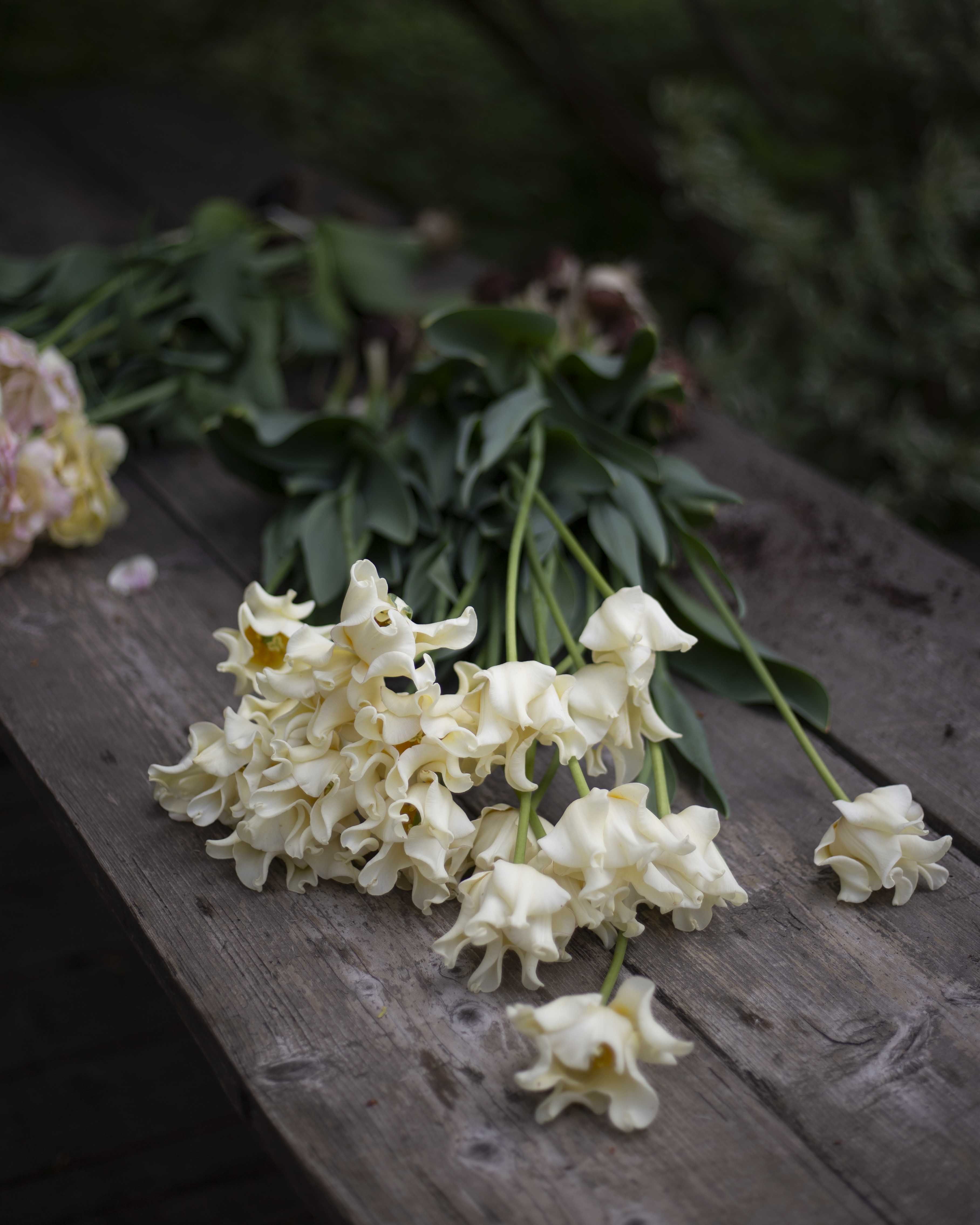 Tulppaani Yellow Crown