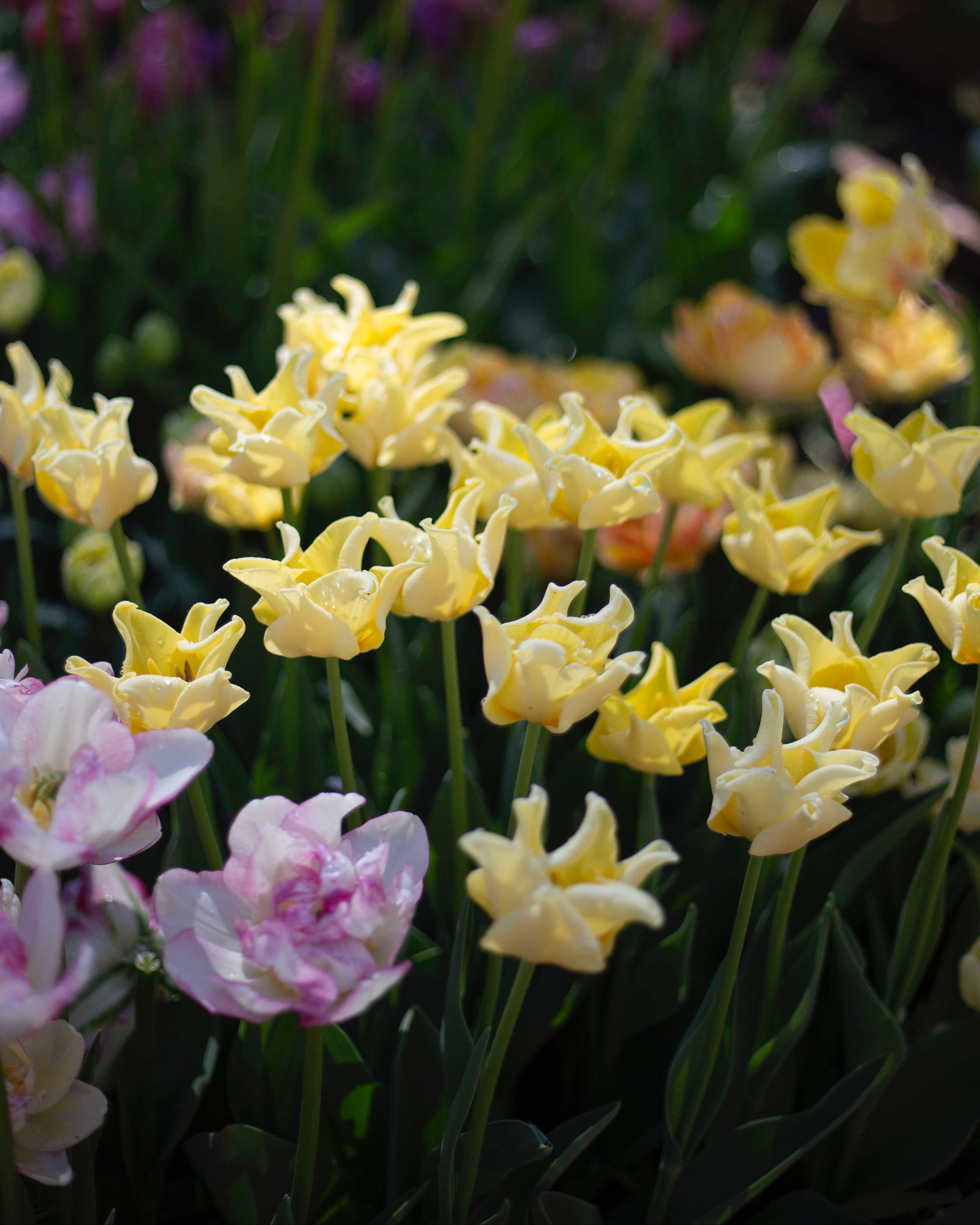 Tulppaani Yellow Crown
