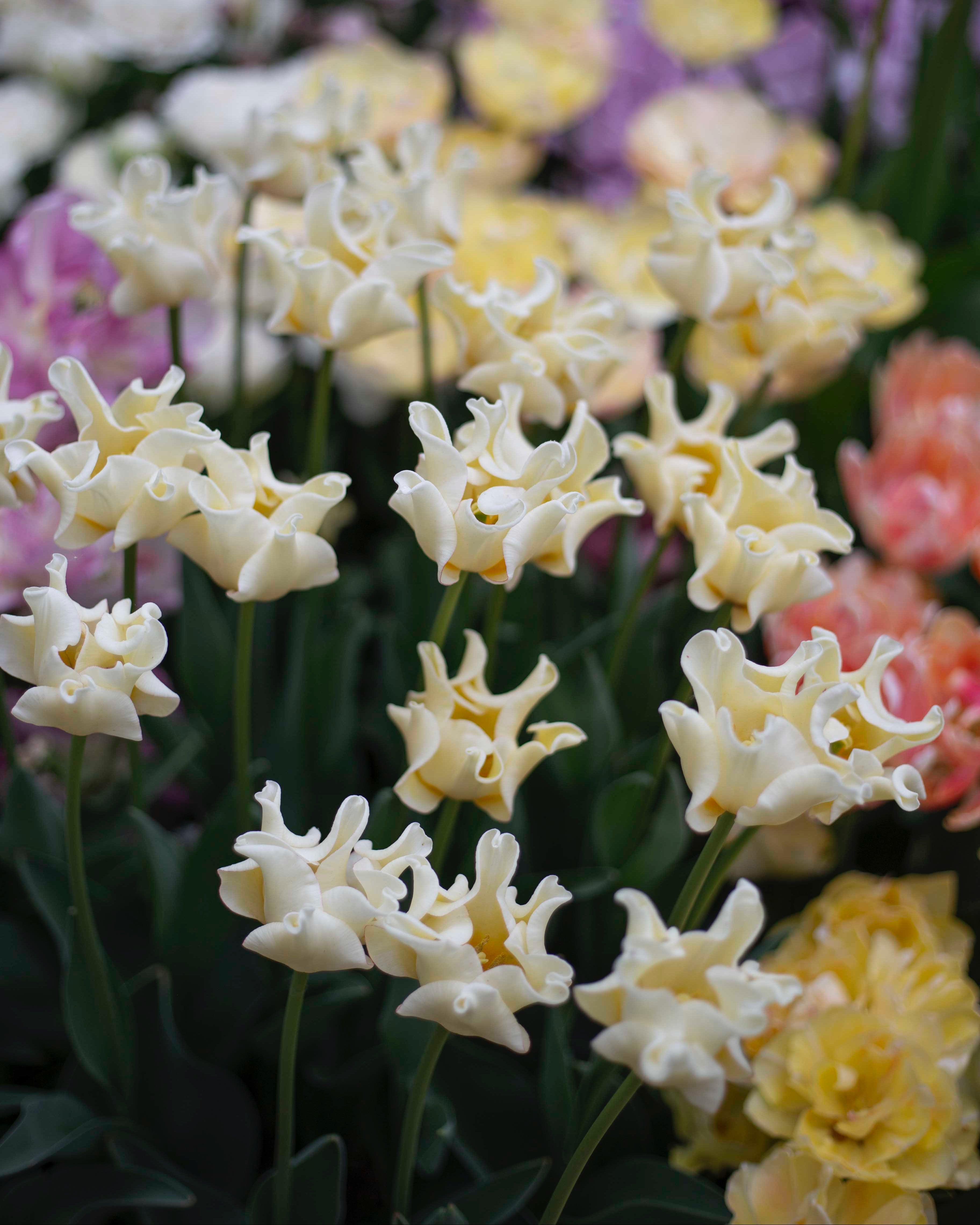 Tulppaani Yellow Crown