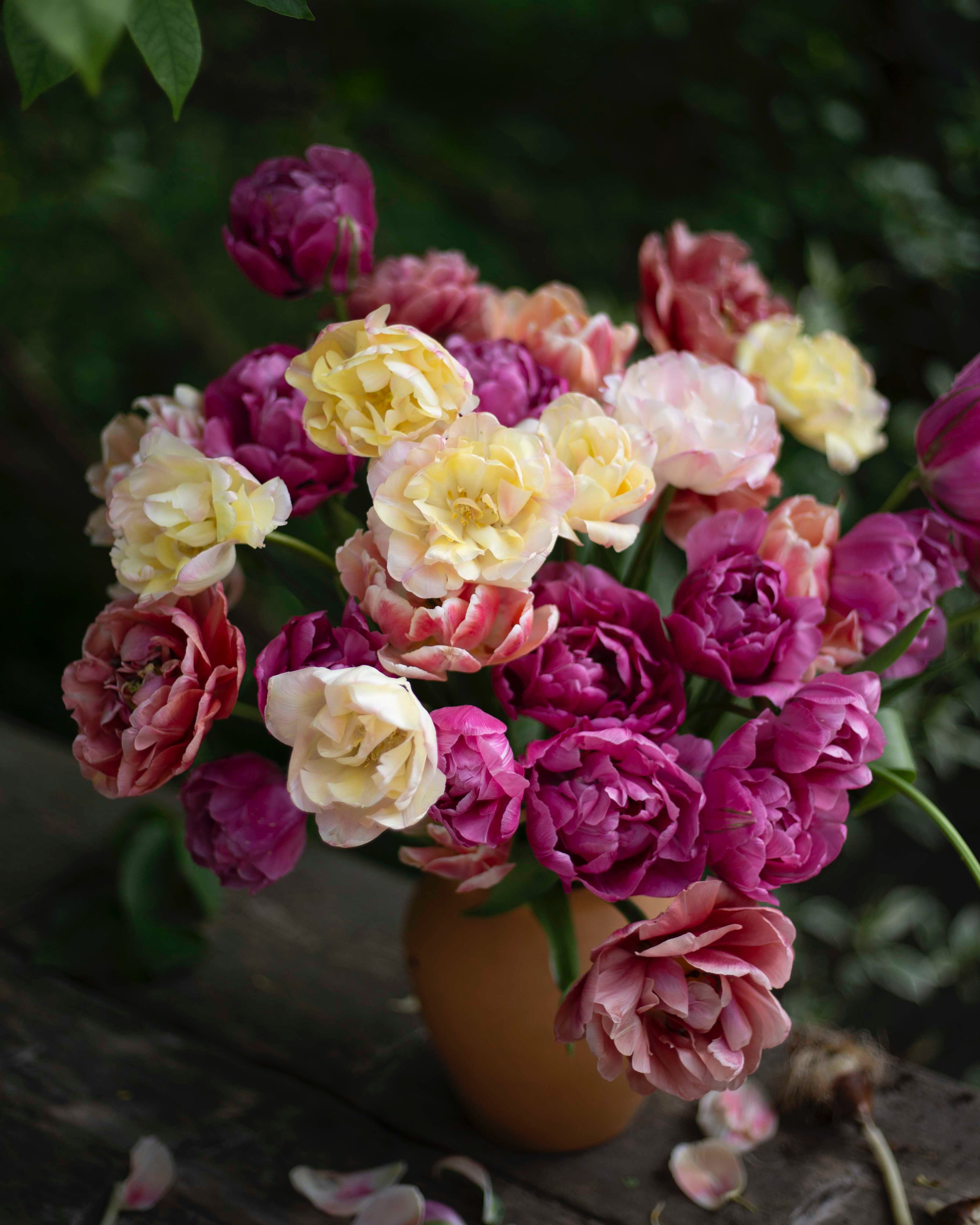 Kerrannainen tulppaani Creme Upstar