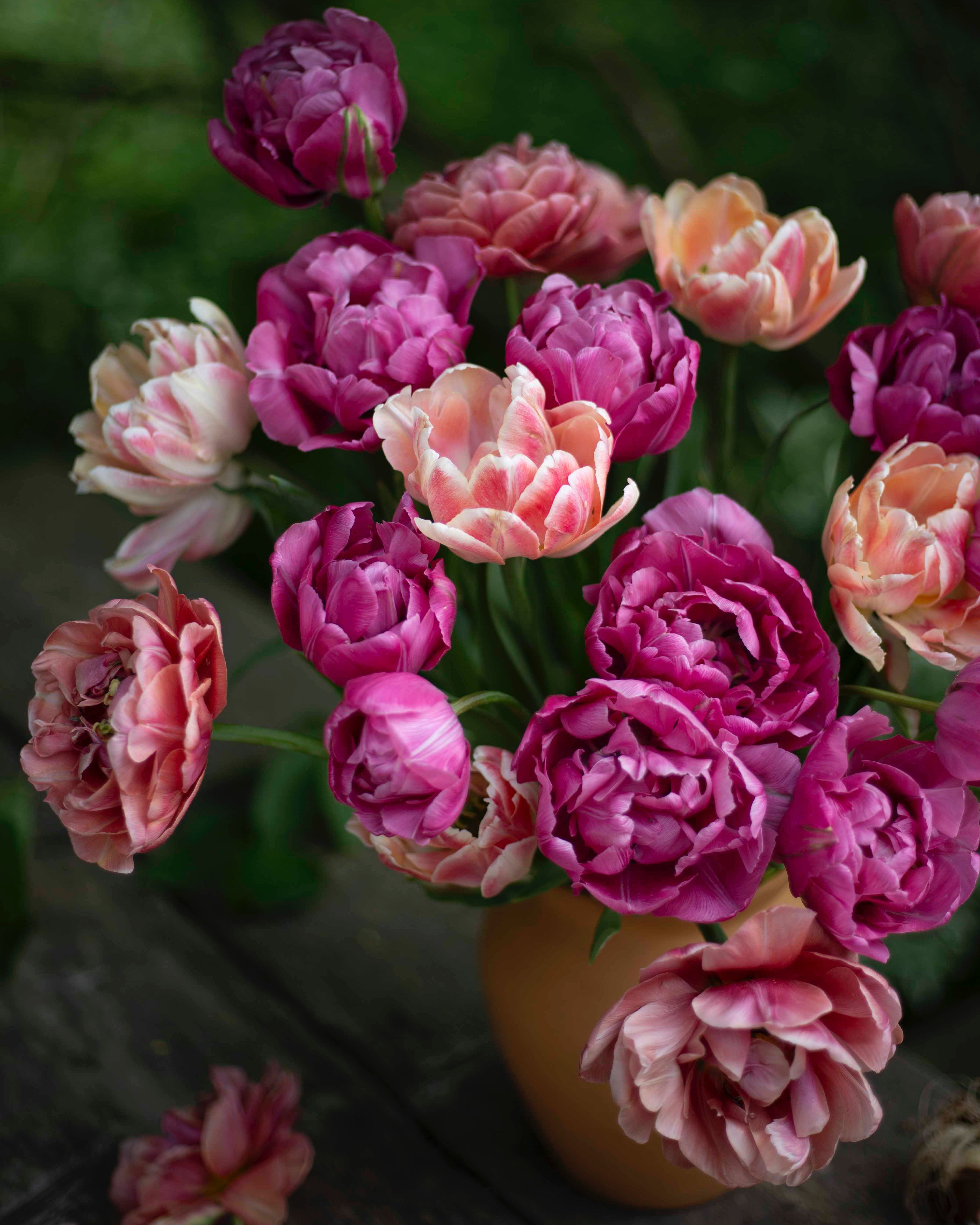 Kerrannainen ranskalainen tulppaani Renow Unique