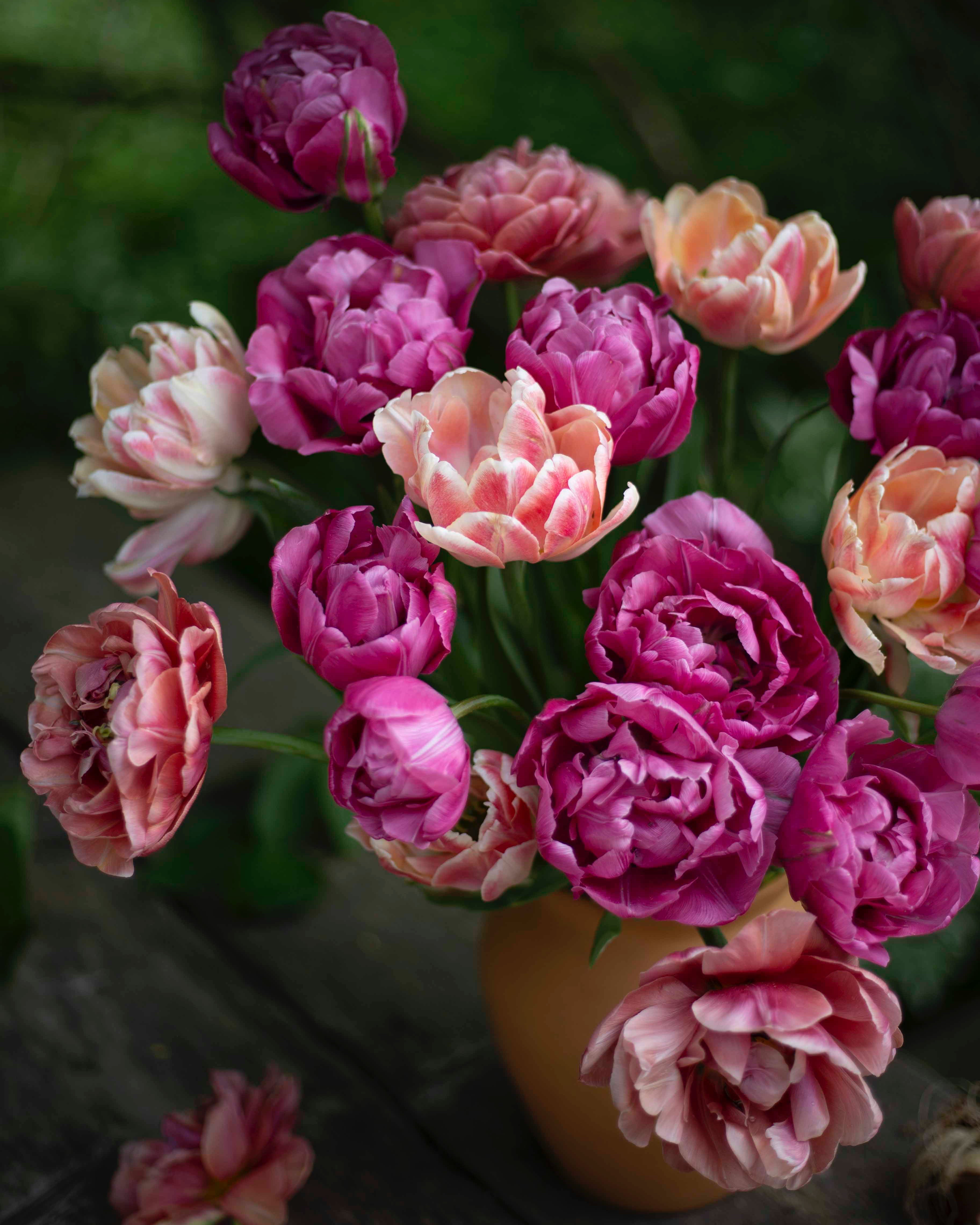 Kerrannainen tulppaani Foxy Foxtrot
