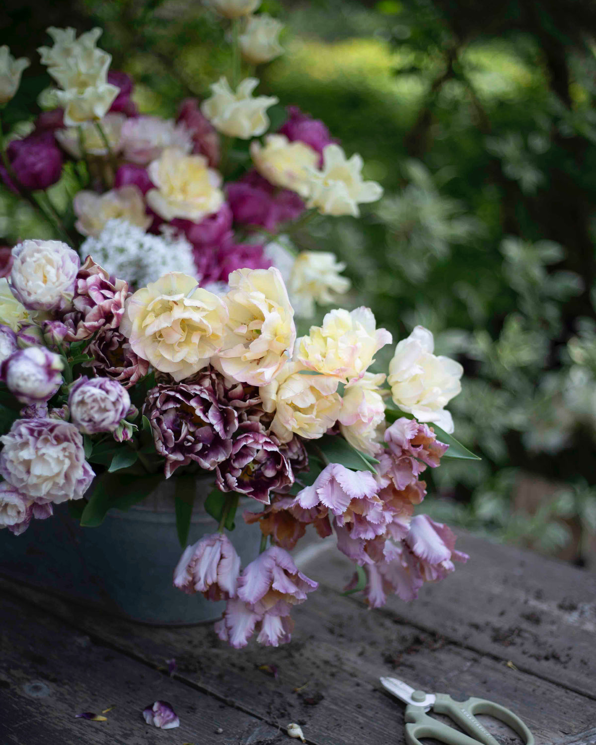 Kerrannainen tulppaani Creme Upstar 10 kpl
