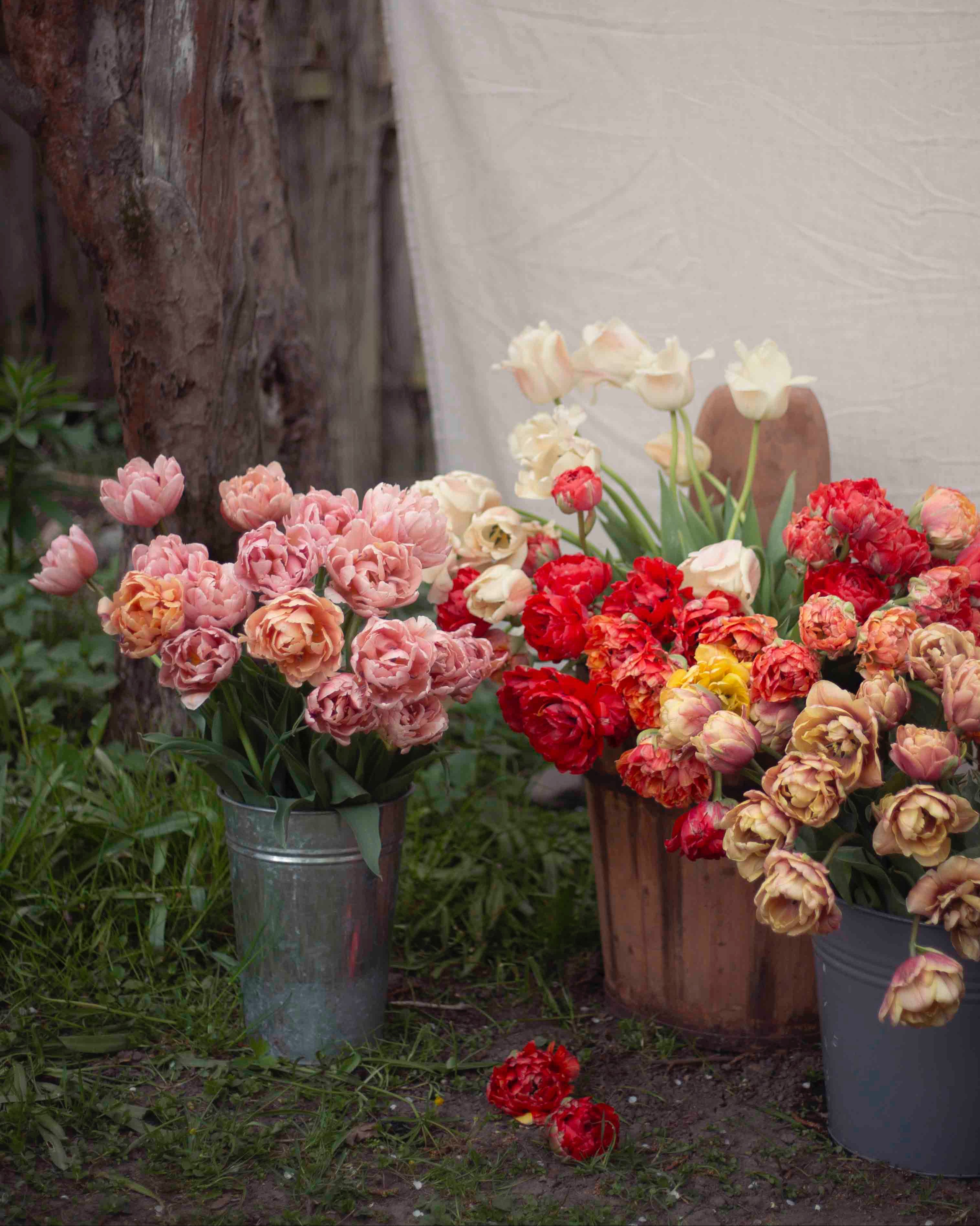 Kerrannainen tulppaani Coral Blush