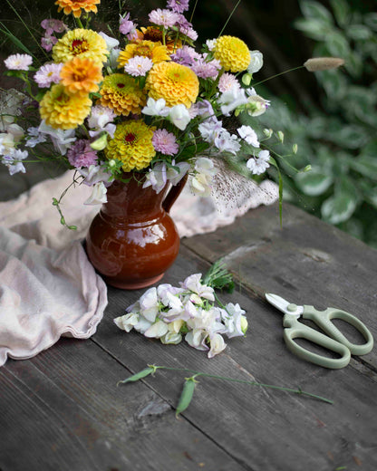 Tuoksuherne Spencer Old Times