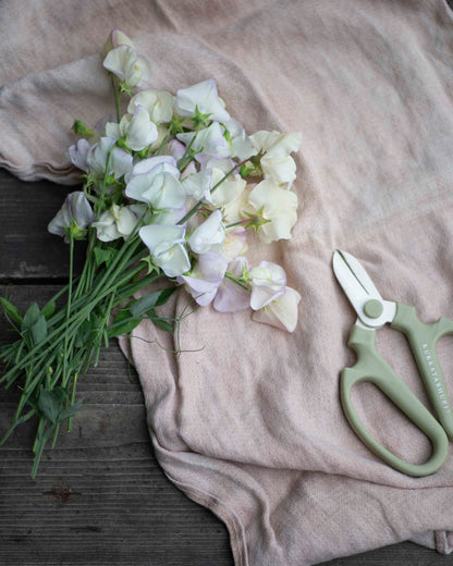 Tuoksuherne Spencer Old Times