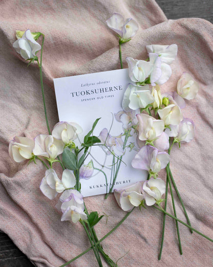 Tuoksuherne Spencer Old Times