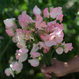 Spring Sunshine Champagne