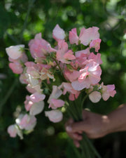 Tuoksuherne Spring Sunshine Champagne