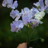 Spring Sunshine Light Blue