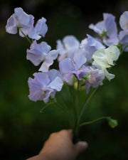 Tuoksuherne Spring Sunshine Light Blue
