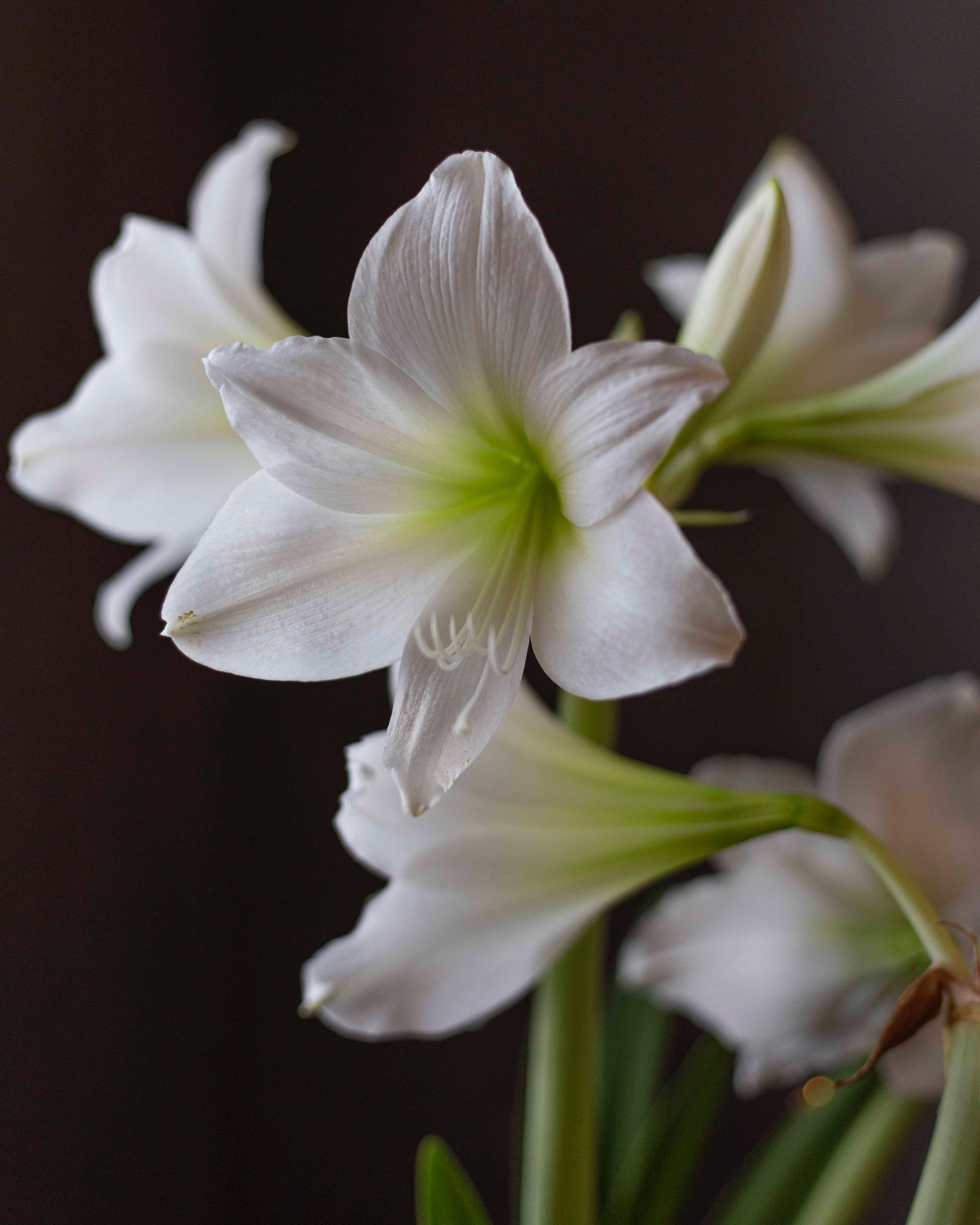Amaryllis White Garden®