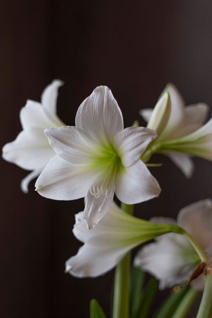 Amaryllis White Garden®