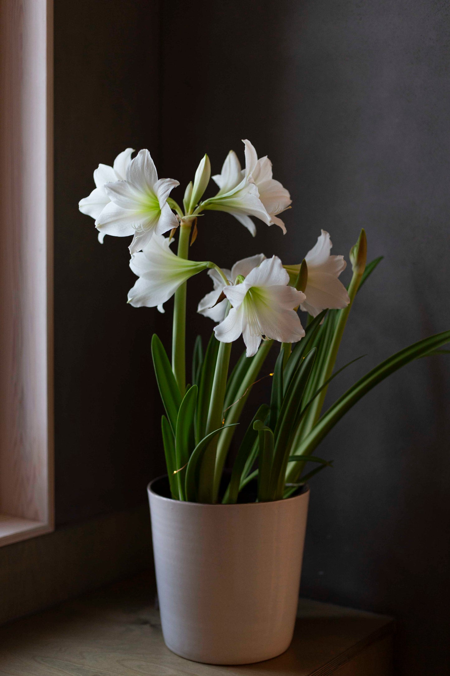 Amaryllis White Garden®