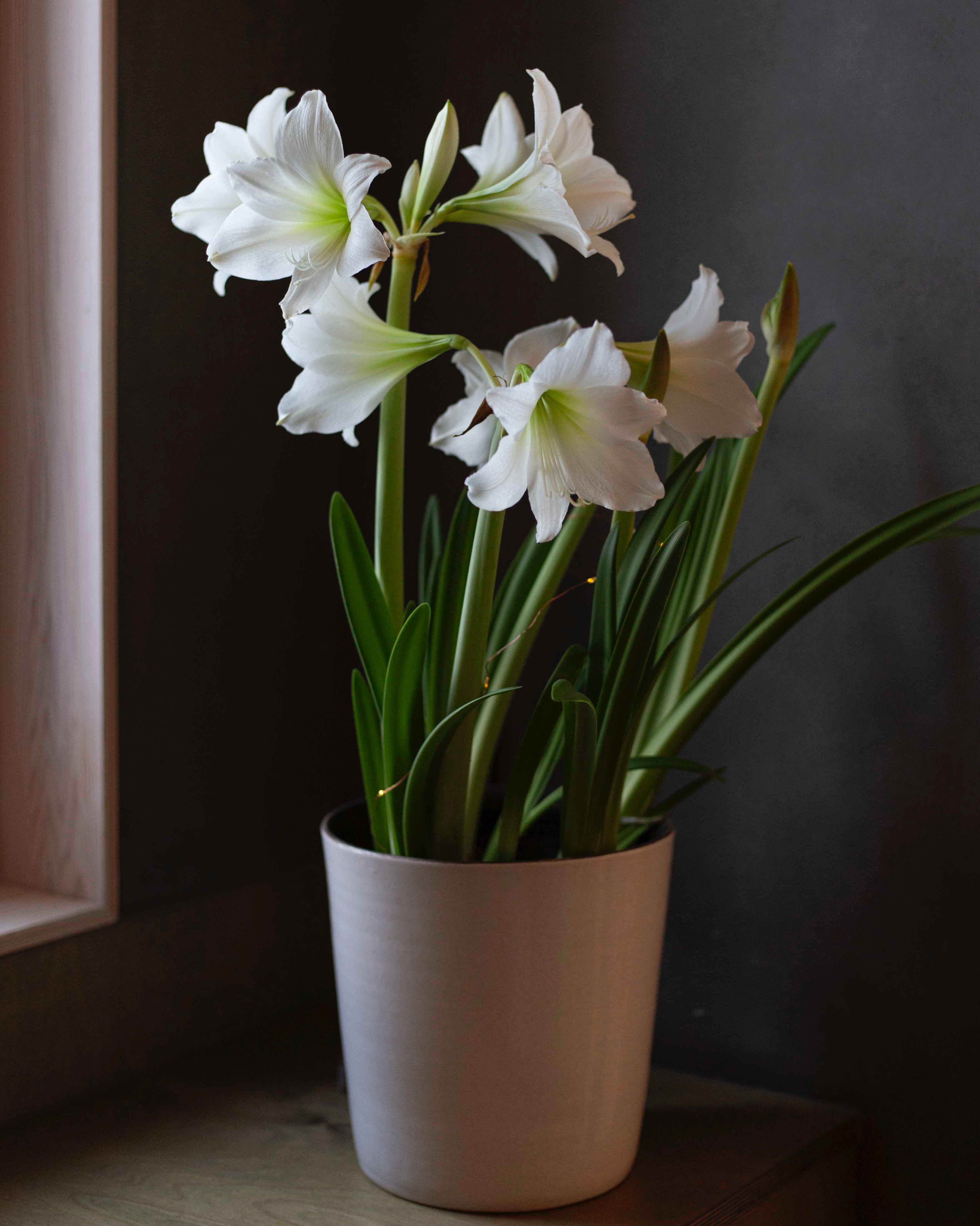 Amaryllis White Garden®