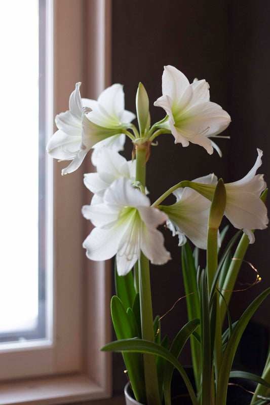 Amaryllis White Garden®