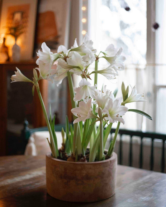Amaryllis White Garden®