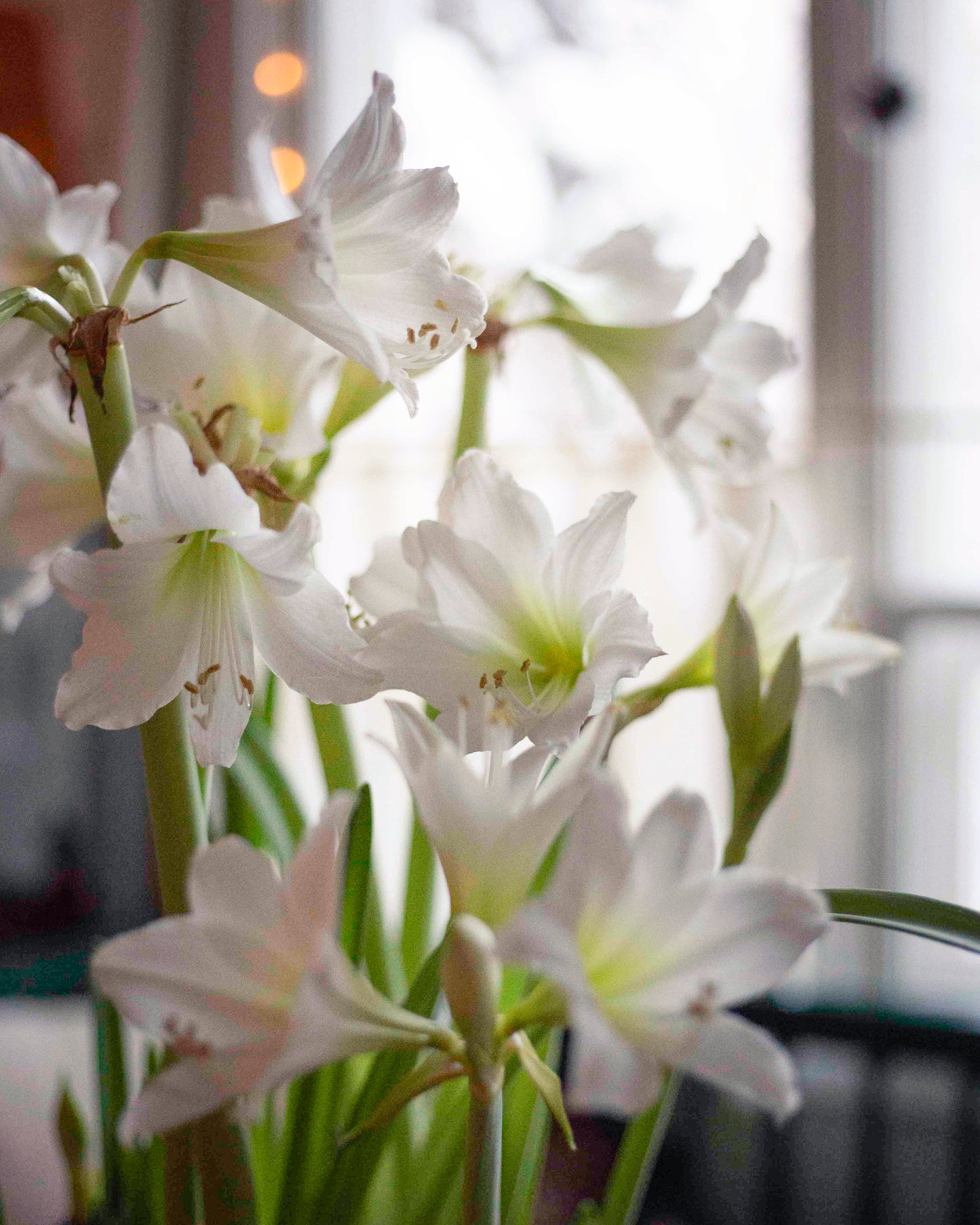 Amaryllis White Garden®
