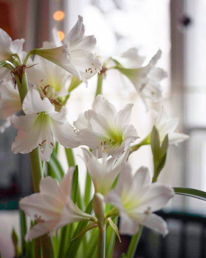 Amaryllis White Garden®