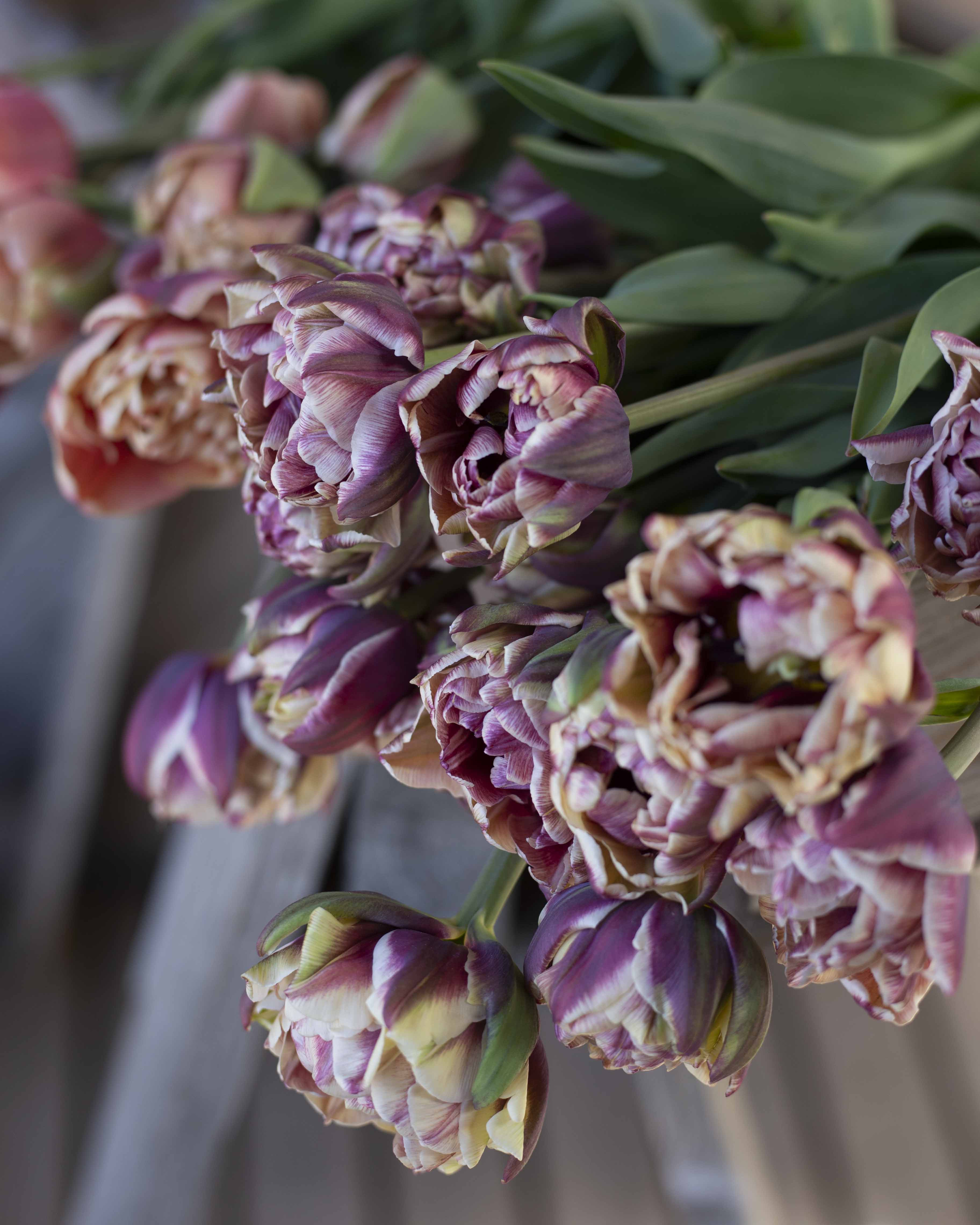 Kerrannainen tulppaani Wyndham